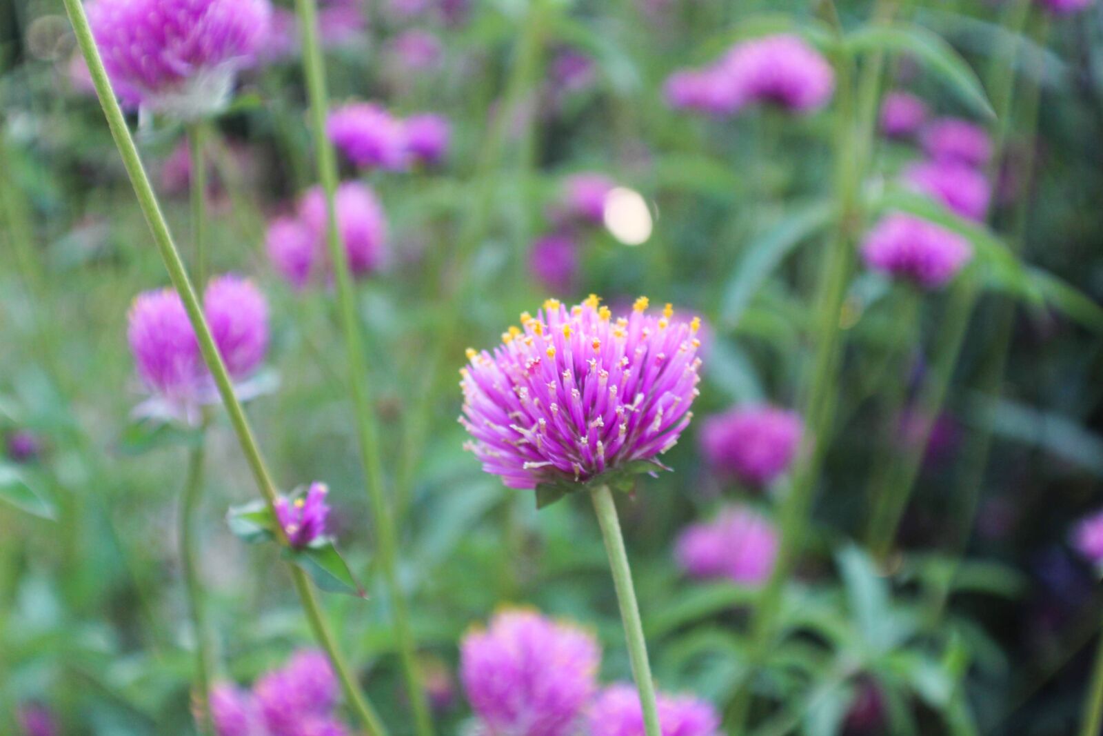 Canon EOS 1300D (EOS Rebel T6 / EOS Kiss X80) sample photo. Flower, closeup, nature photography