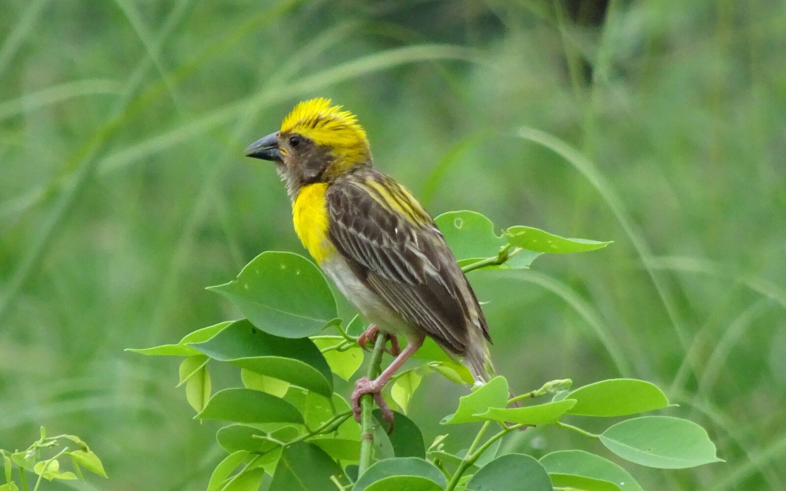 Sony Cyber-shot DSC-HX90V sample photo. Bird, baya weaver, ploceus photography