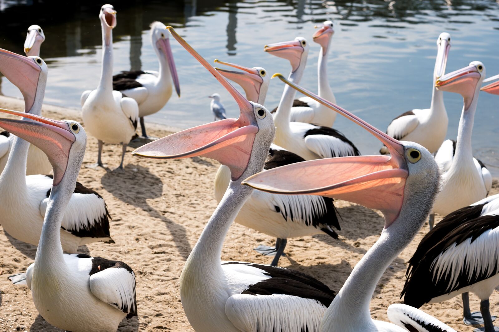 Nikon Df sample photo. Pelicans, group, beaks photography