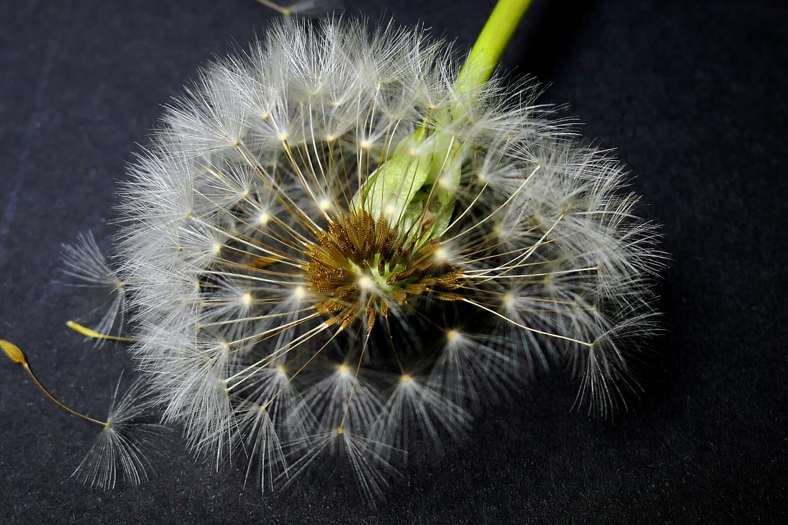 Panasonic Lumix DMC-LX10 (Lumix DMC-LX15) sample photo. Nature, dandelion, plant photography