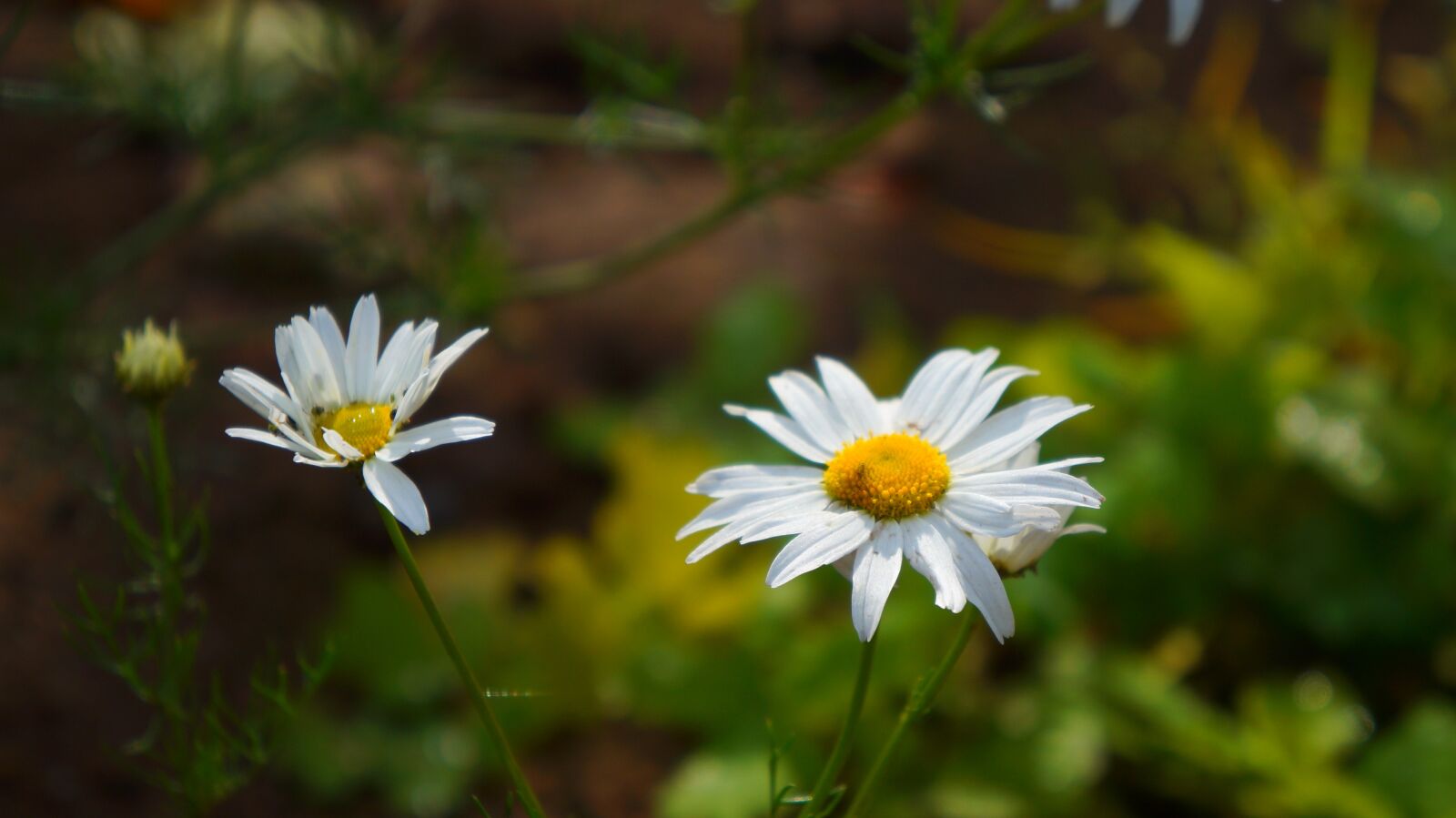 Sony Alpha a3000 + Sony E 18-55mm F3.5-5.6 OSS sample photo. Nature, plants, white photography