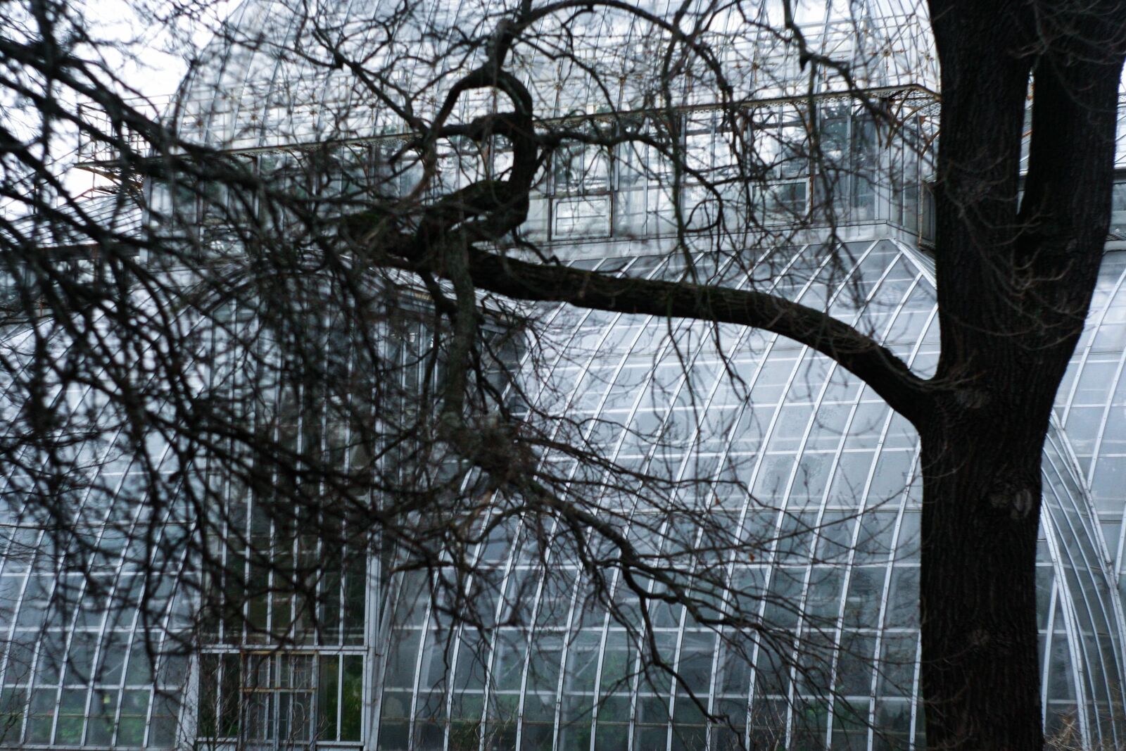 Canon EOS 350D (EOS Digital Rebel XT / EOS Kiss Digital N) sample photo. Tree, botanical garden, structure photography