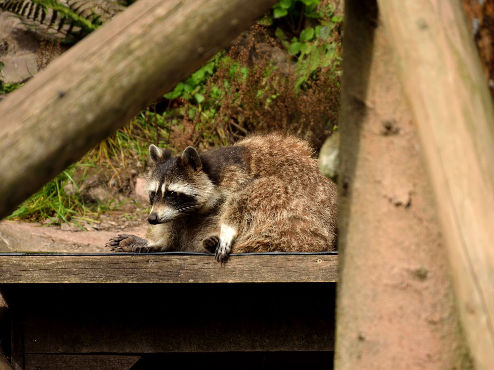 Nikon D5200 sample photo. Raccoon, wild animal, animals photography