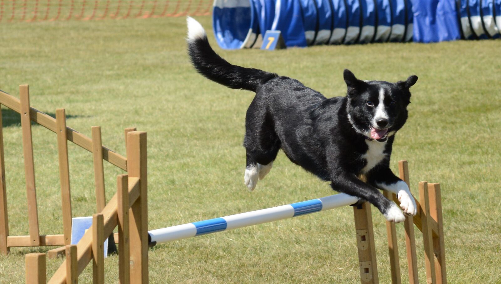 Nikon D7100 sample photo. Dog, agility, fitness photography