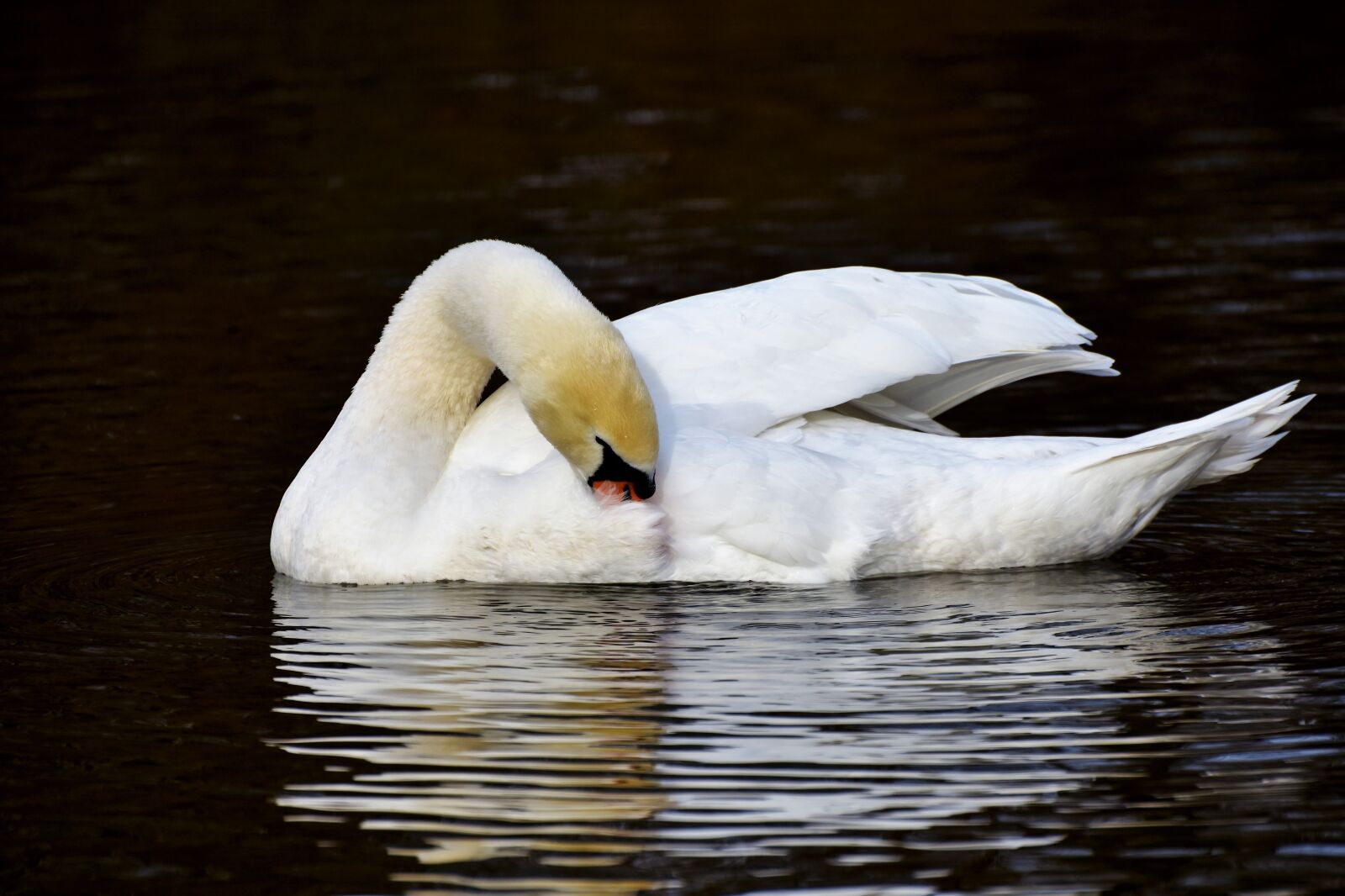 Nikon D7200 sample photo. Swan, water bird, schwimmvogel photography