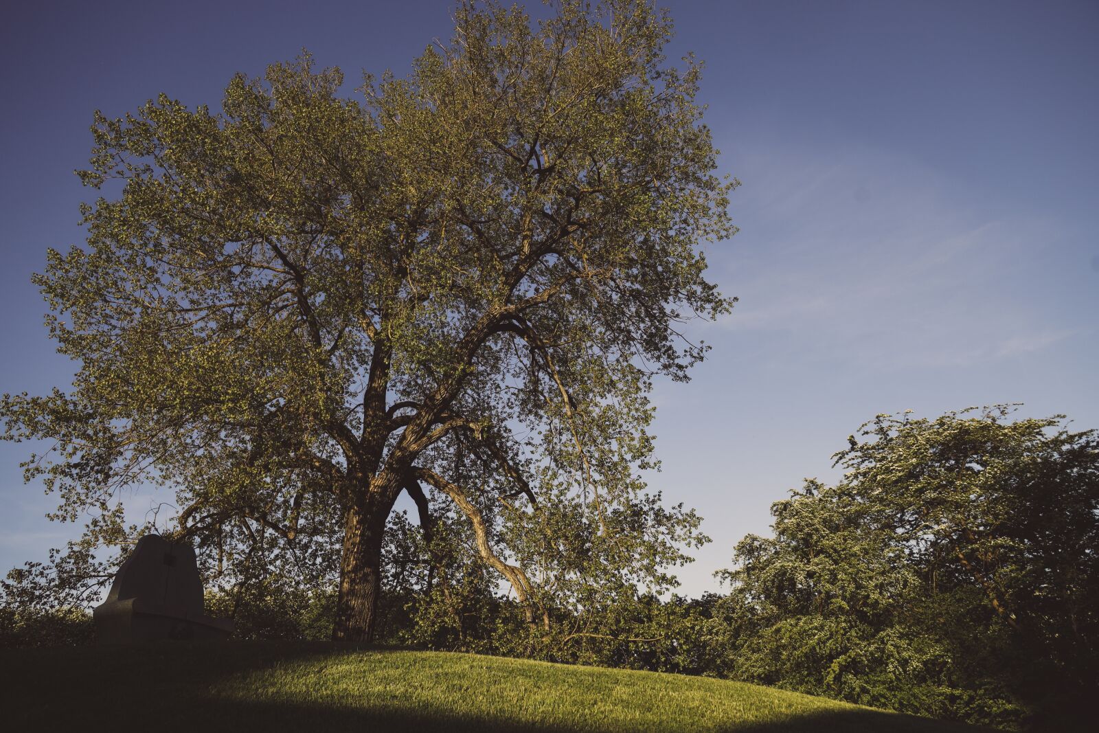 Canon EOS R sample photo. Tree, landscape, nature photography