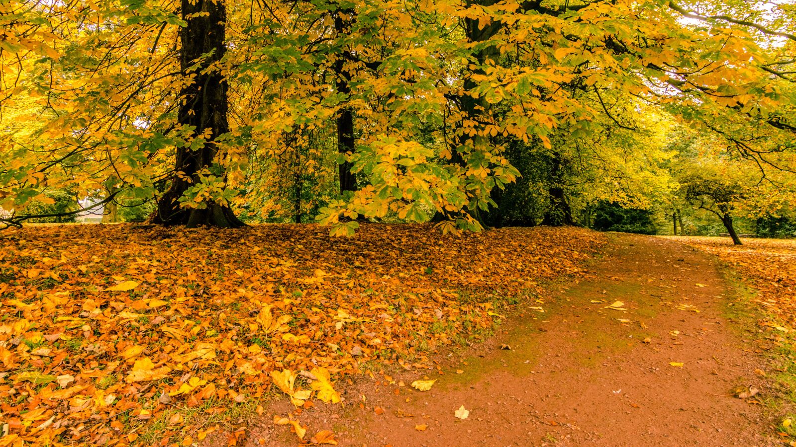 Tokina AT-X Pro 11-16mm F2.8 DX II sample photo. Path, fall, autumn photography