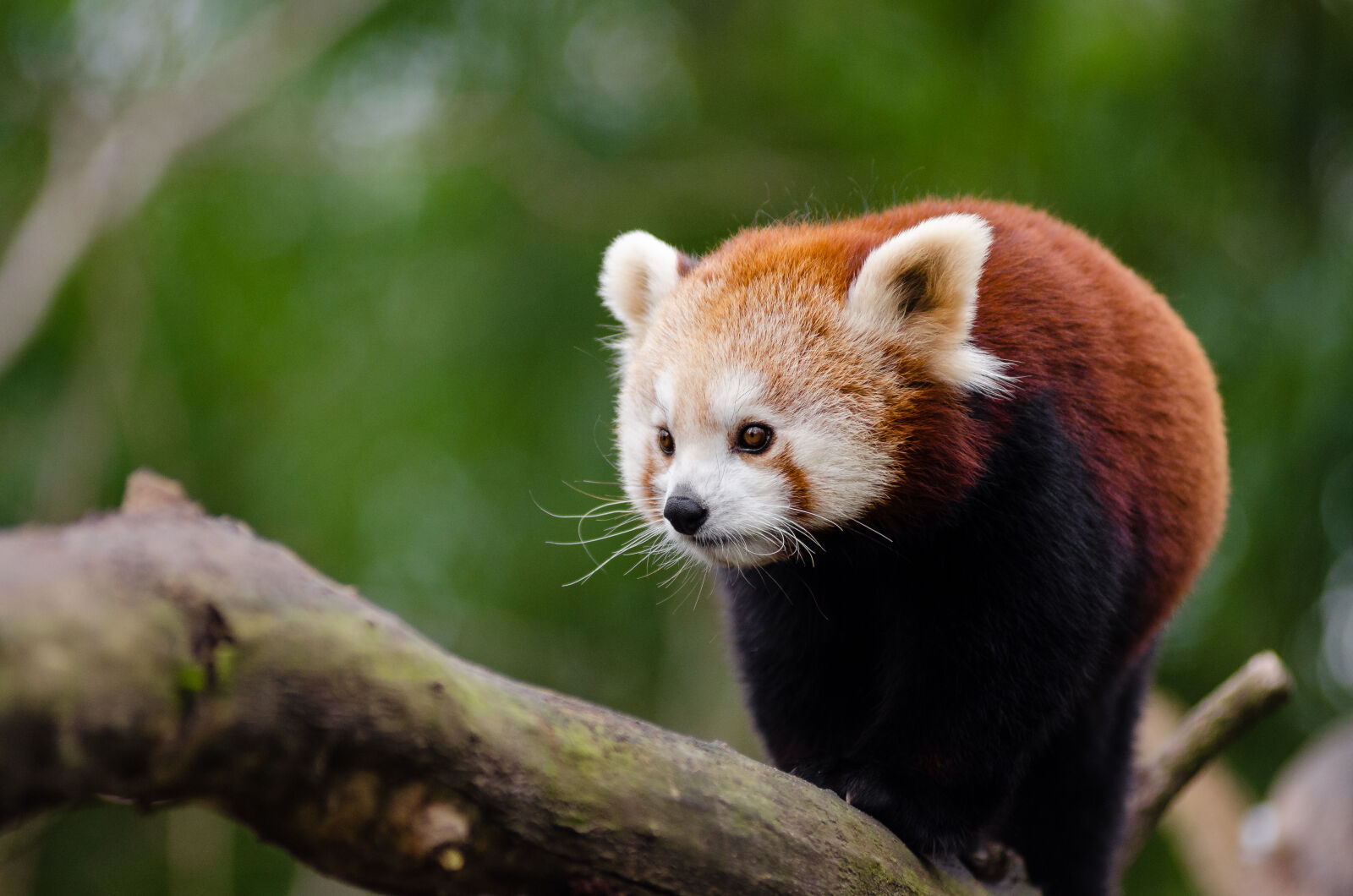 AF Zoom-Nikkor 80-200mm f/2.8 ED sample photo