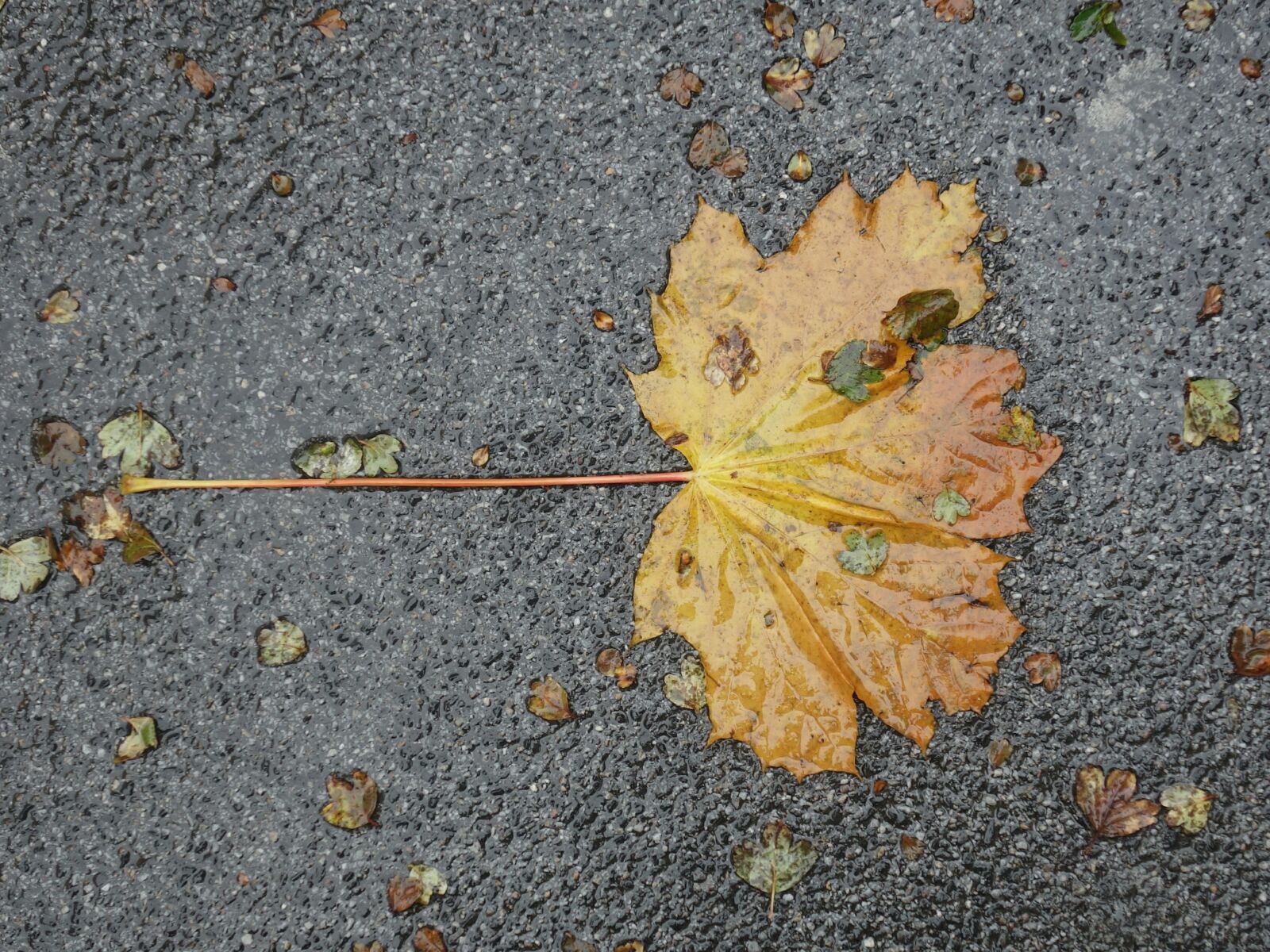 Sony Cyber-shot DSC-RX100 II sample photo. Leaf, asphalt, wet photography