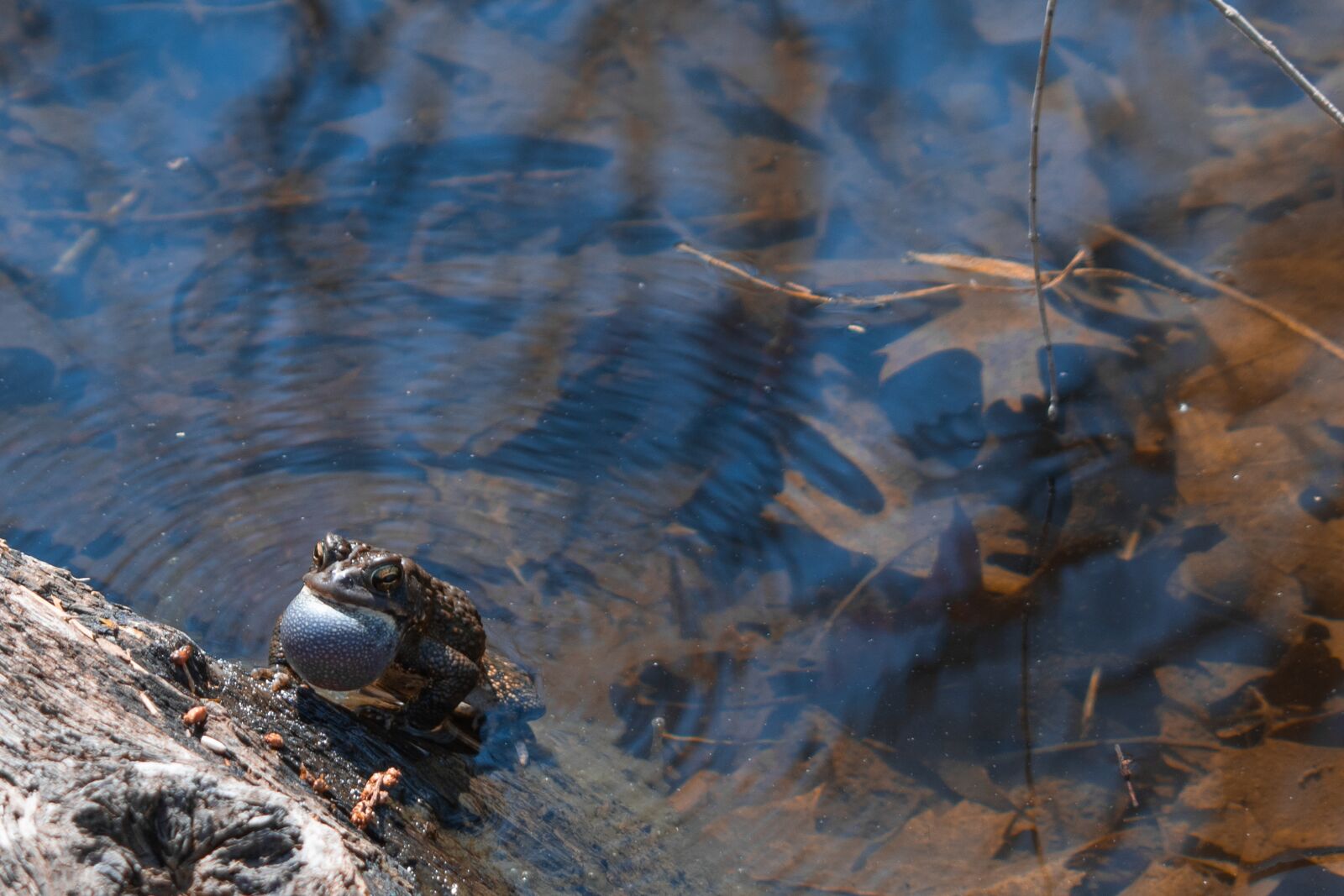 Nikon D5600 sample photo. Frog, toad, pond photography