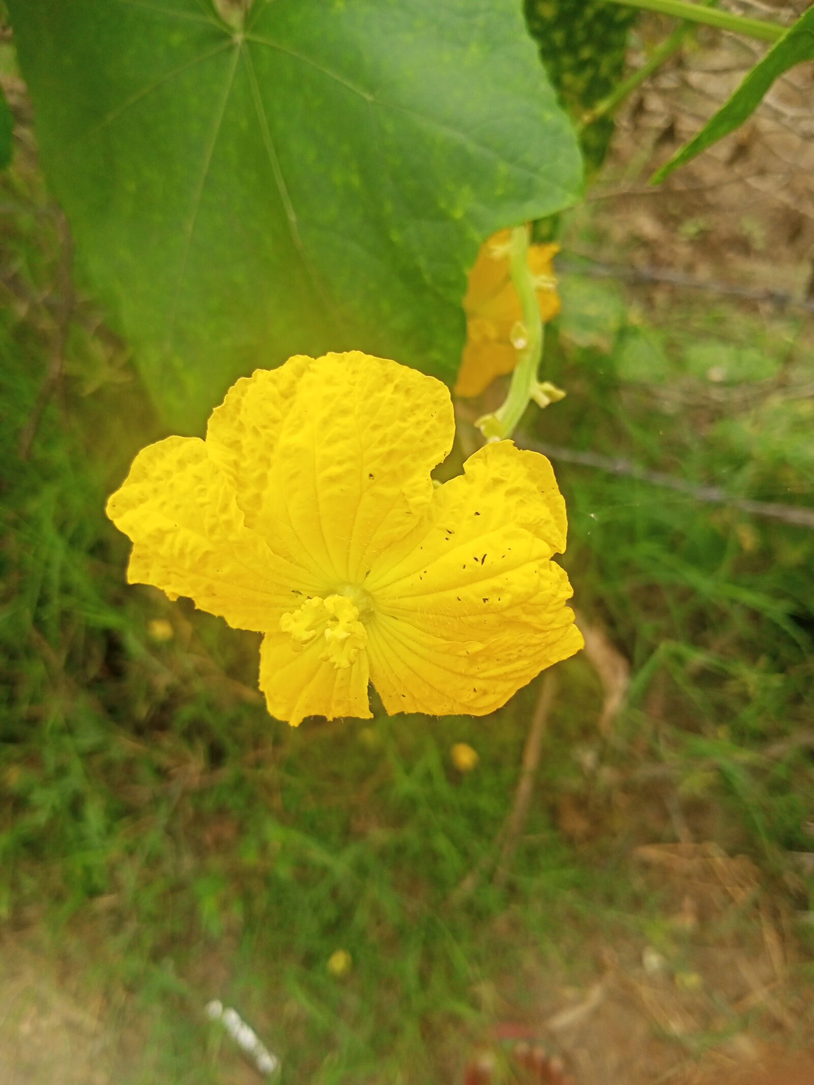 Realme C3 sample photo. Flower, nature, beauty of photography