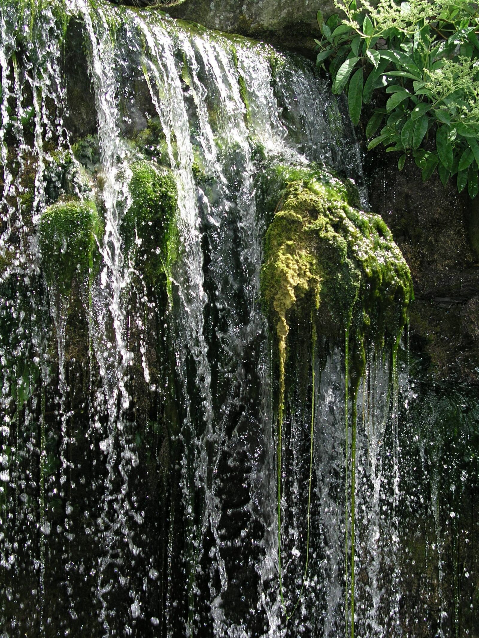 Olympus C5050Z sample photo. Waterfall, water, moss photography