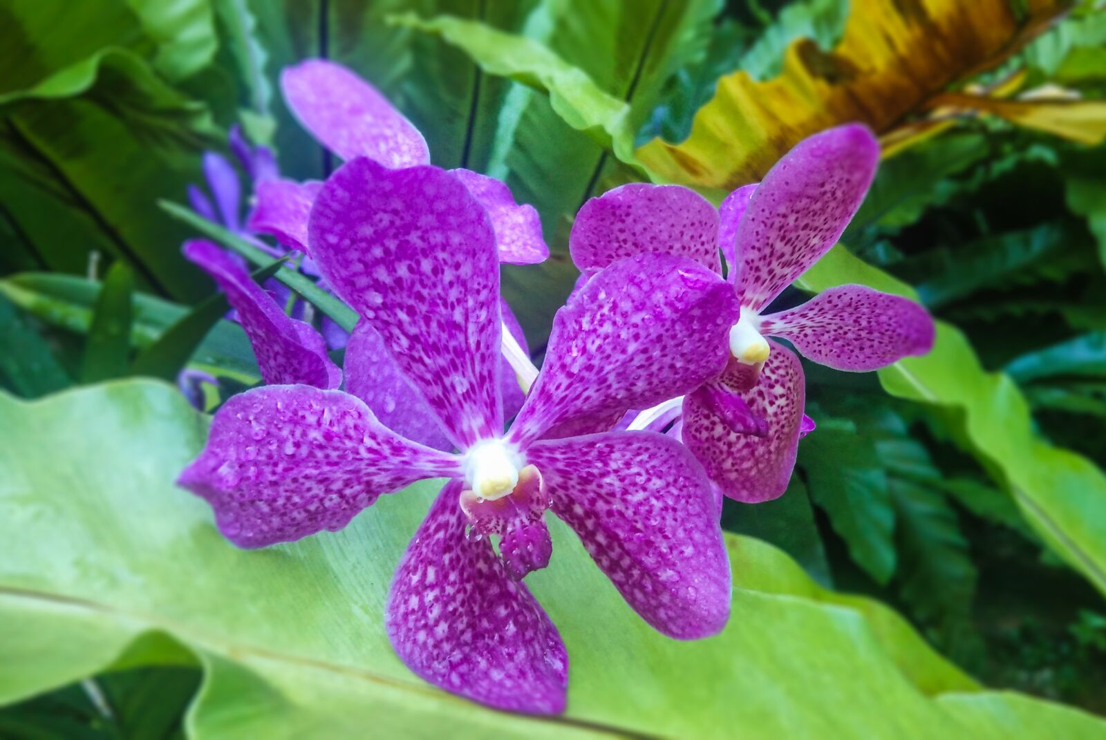 Xiaomi MI3 sample photo. Flowers, orchid, purple photography