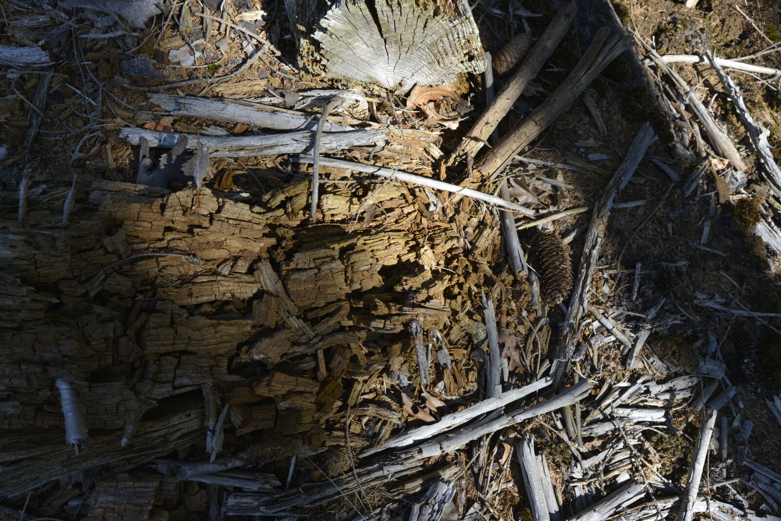 Nikon D800 sample photo
