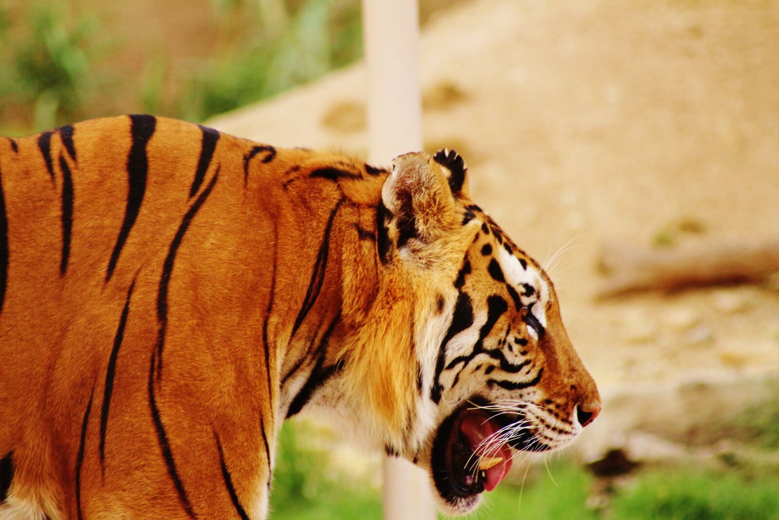 Canon EOS 700D (EOS Rebel T5i / EOS Kiss X7i) sample photo. Lion, king, zoo photography