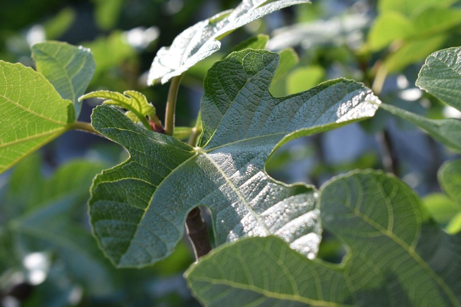 Nikon D5500 sample photo. Fig tree, leaves, green photography