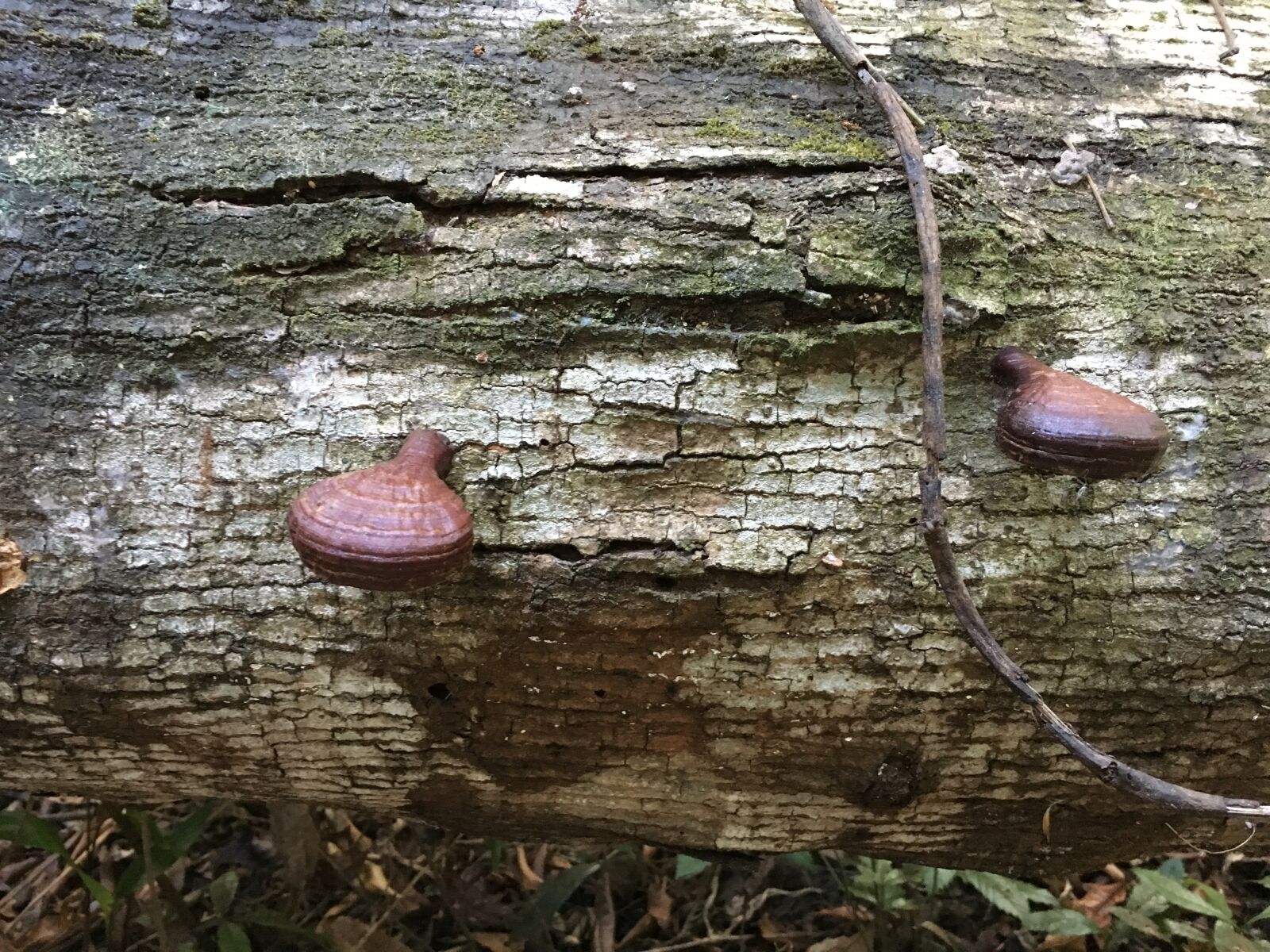 Apple iPhone 6s sample photo. Trunk, fungi, nature photography