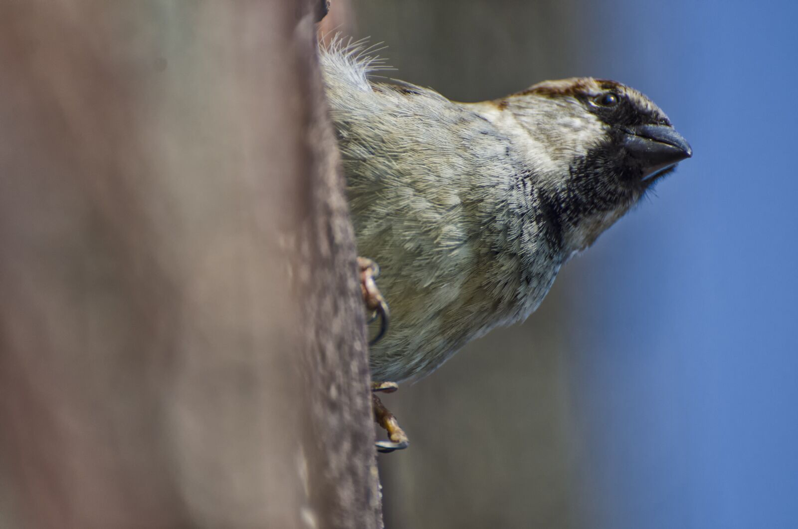 Nikon D7000 sample photo. Sparrow, bird, animal photography