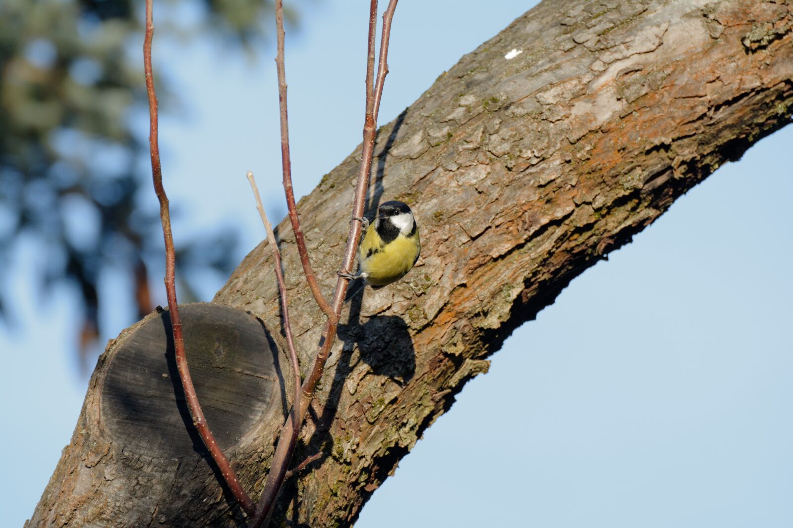 Nikon D5200 sample photo. Birds, bird, chickadee photography
