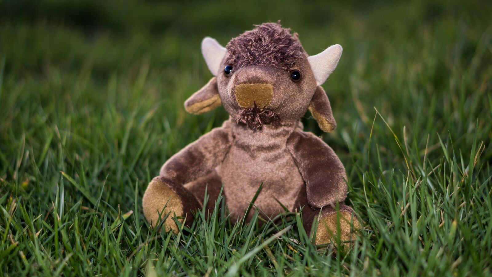 E 50mm F1.8 OSS sample photo. Bison, grass, stuffed photography