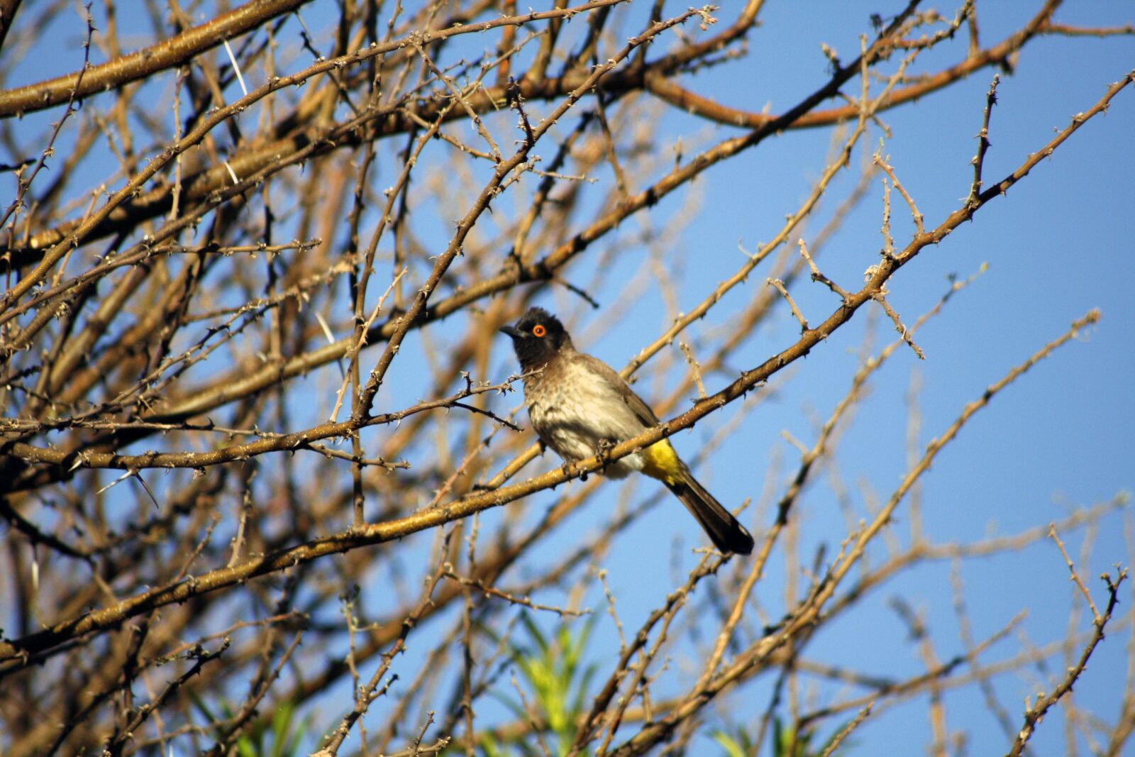 Canon EOS 400D (EOS Digital Rebel XTi / EOS Kiss Digital X) sample photo. African fly catcher, bird photography