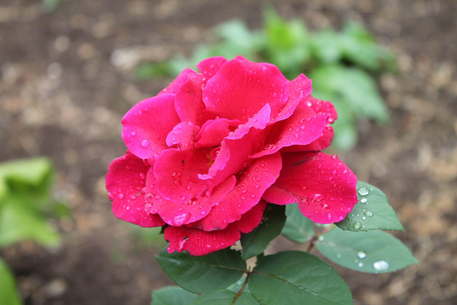 Canon EOS 1100D (EOS Rebel T3 / EOS Kiss X50) sample photo. Rose, flowers, garden photography