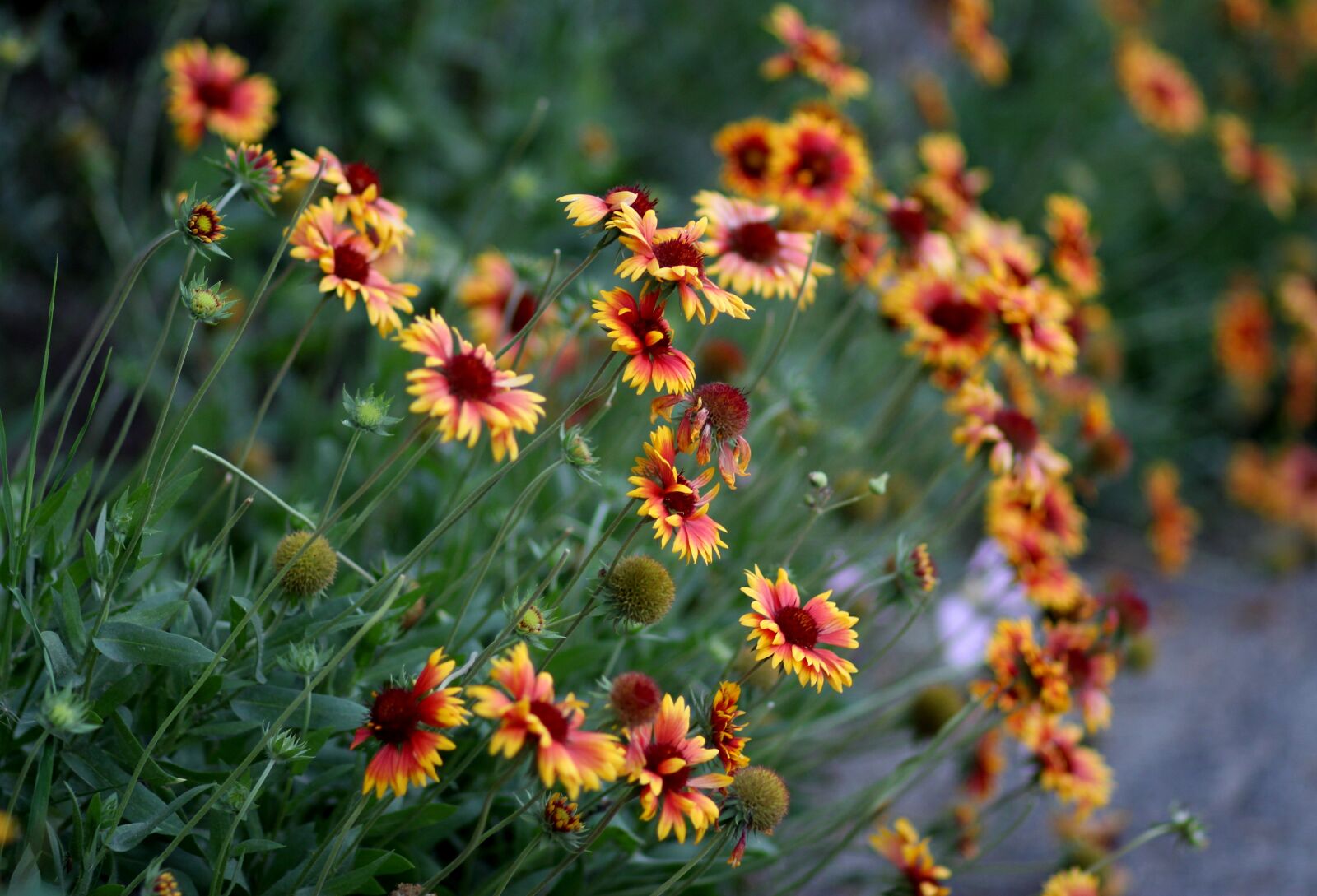 Canon EOS 700D (EOS Rebel T5i / EOS Kiss X7i) + Canon EF 85mm F1.8 USM sample photo. Daisies, flowers, red photography