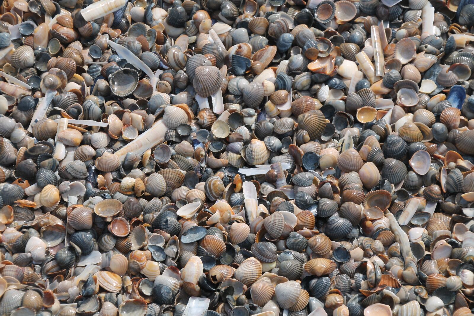 Canon EOS 1100D (EOS Rebel T3 / EOS Kiss X50) sample photo. Mussels, beach, vacations photography