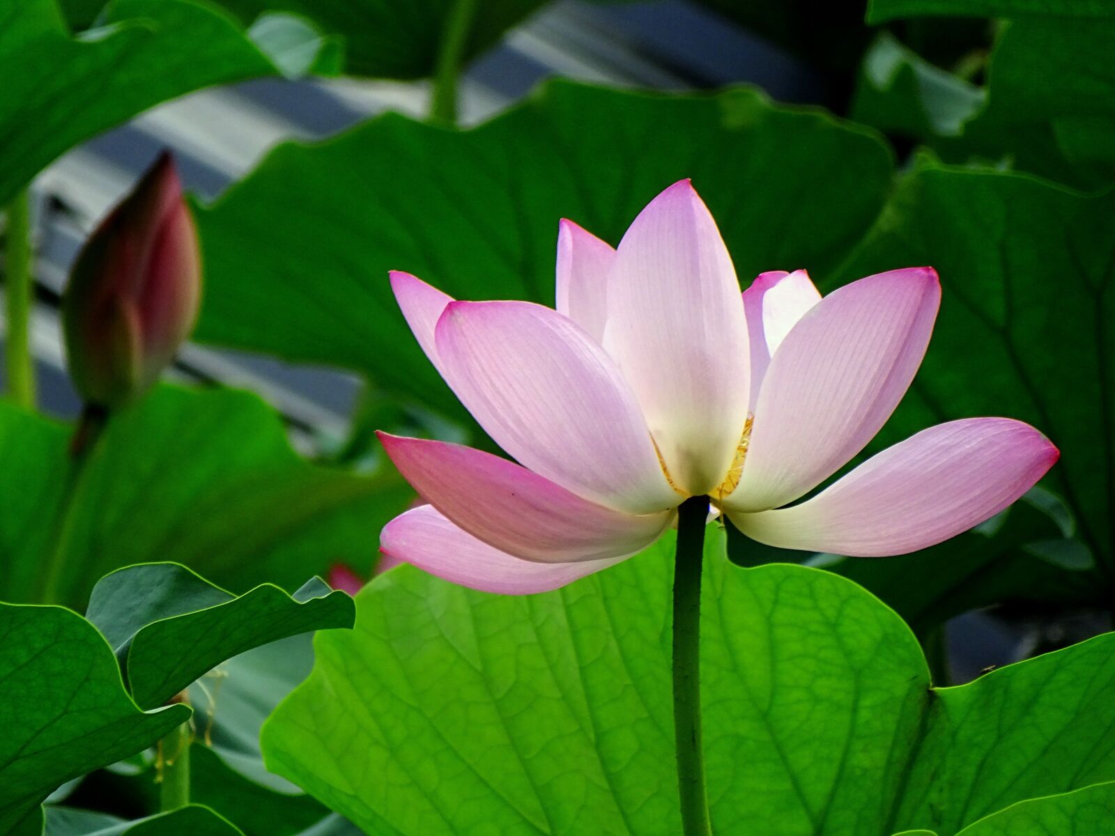 Sony Cyber-shot DSC-HX400V sample photo. Lotus, flower, nature photography
