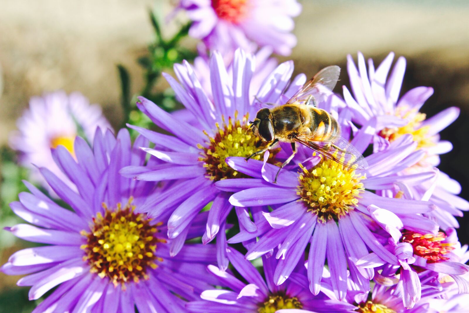 Canon EOS 600D (Rebel EOS T3i / EOS Kiss X5) sample photo. Purple, flower, in, macro photography