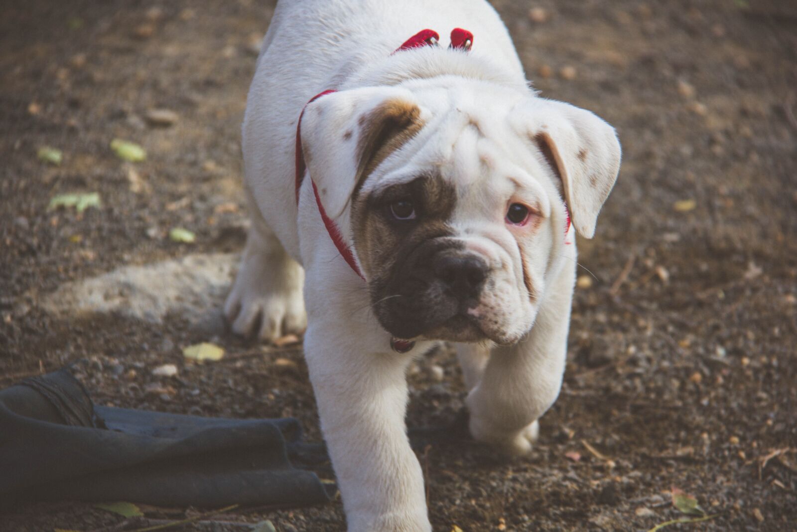 Canon EF-S 18-200mm F3.5-5.6 IS sample photo. Puppy, english bulldog, walking photography
