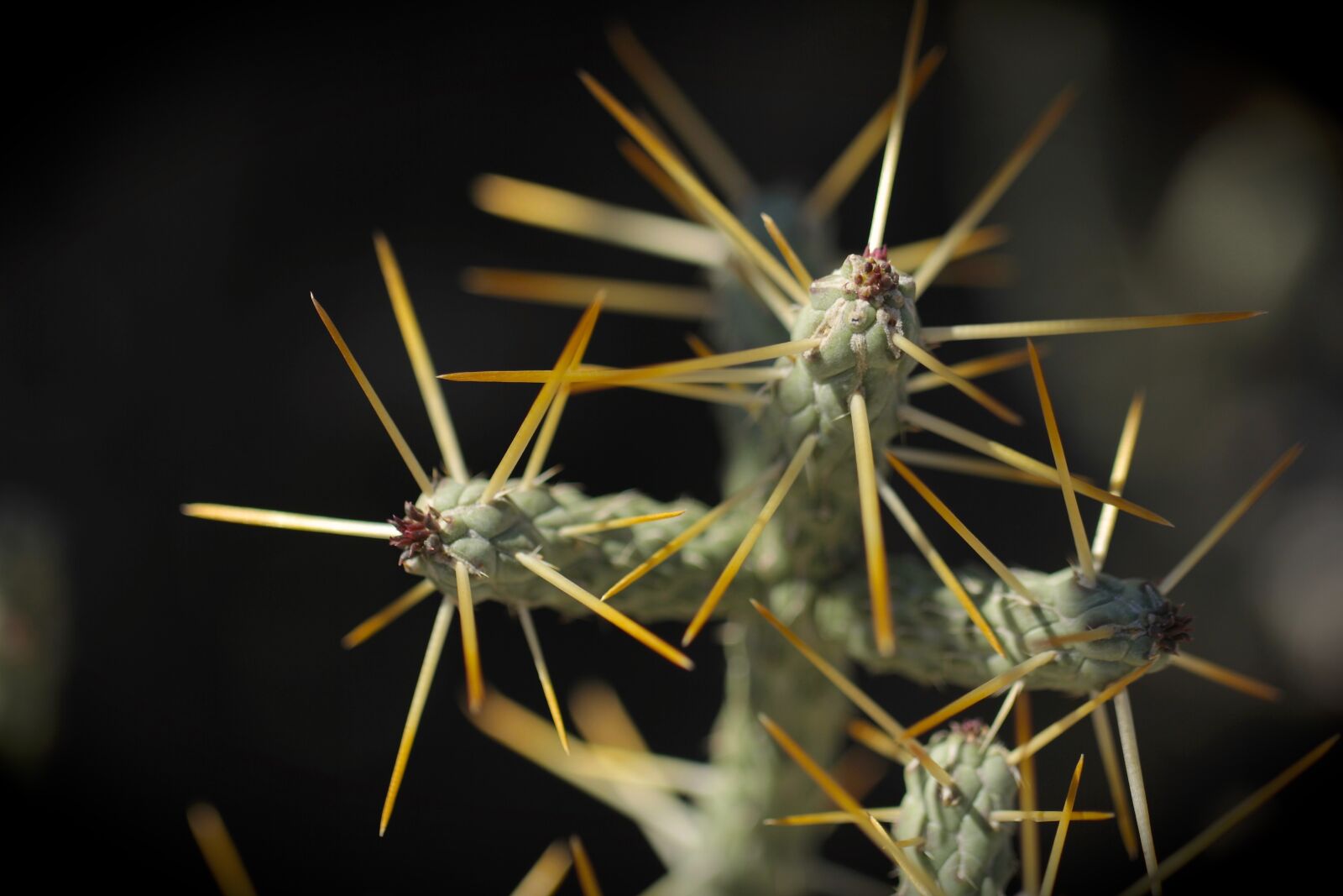 Canon EF 100mm F2.8L Macro IS USM sample photo. Succulent, cactus, cacti photography