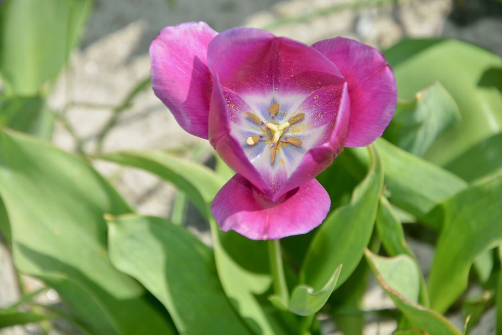 Nikon D5200 sample photo. Flower, tulip, pistil photography