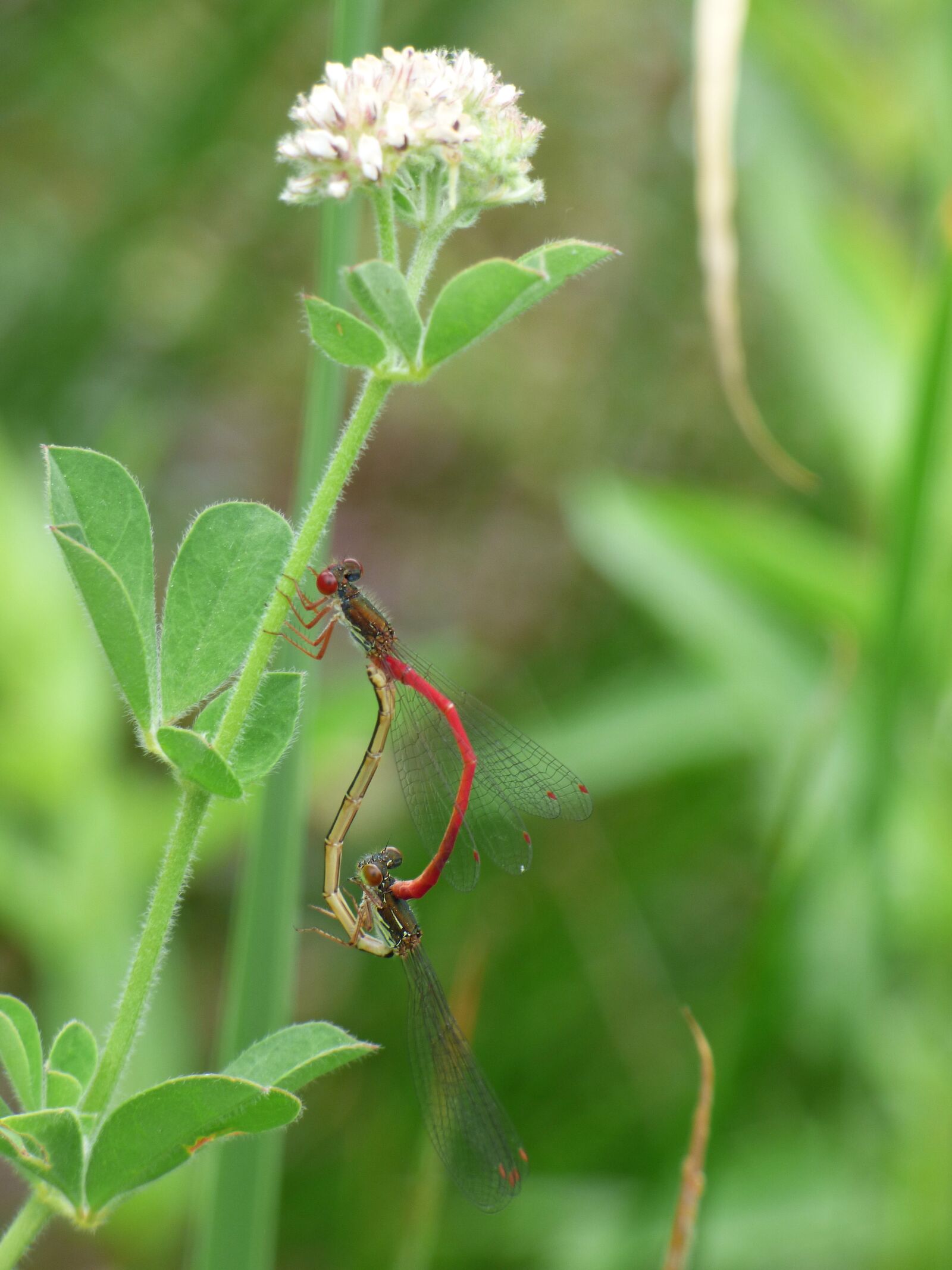 Panasonic Lumix DMC-FZ70 sample photo. Dragonfly, damselfly, ceriagrion tenellum photography