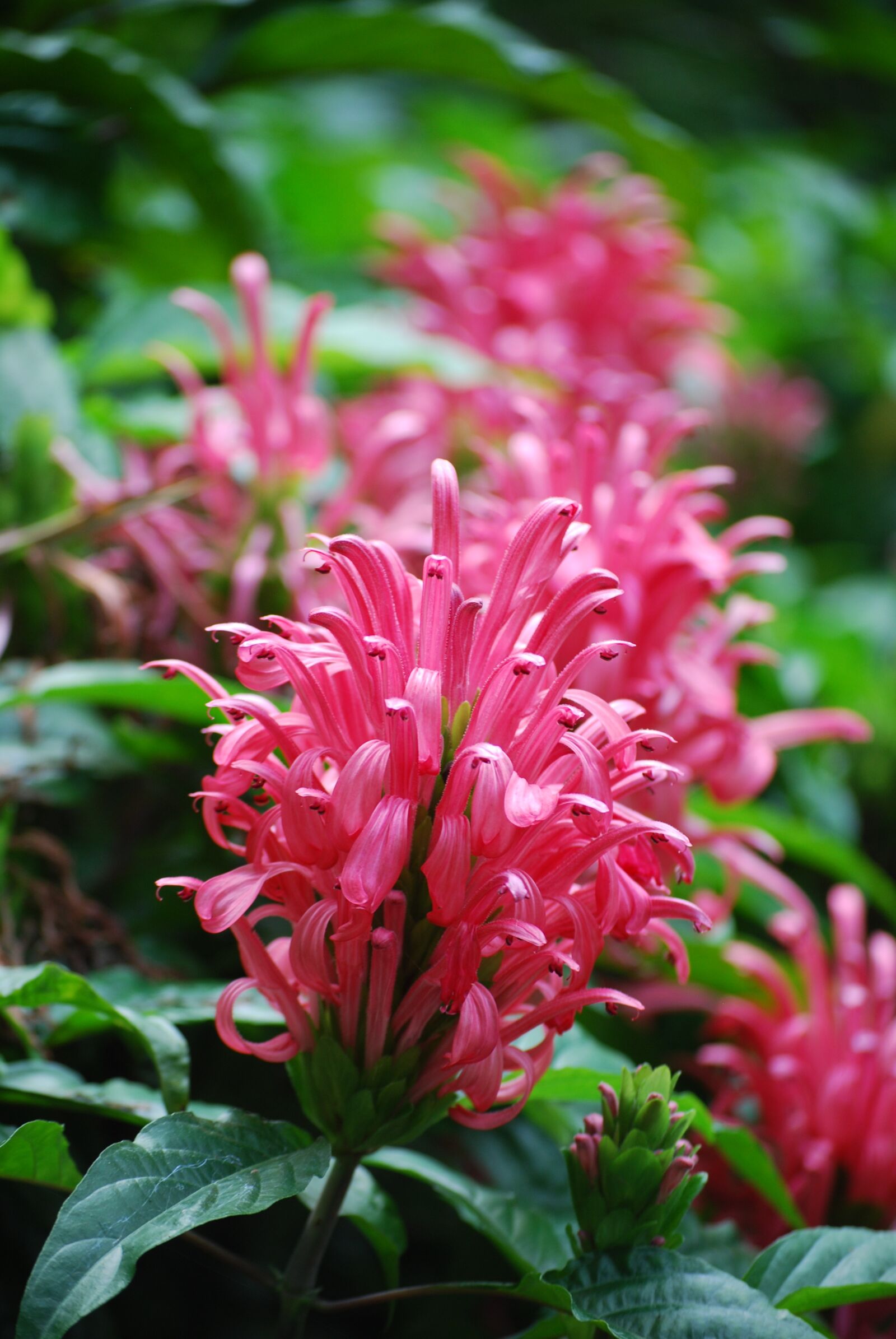 Nikon D60 sample photo. Brazilian plume, flower, horticulture photography