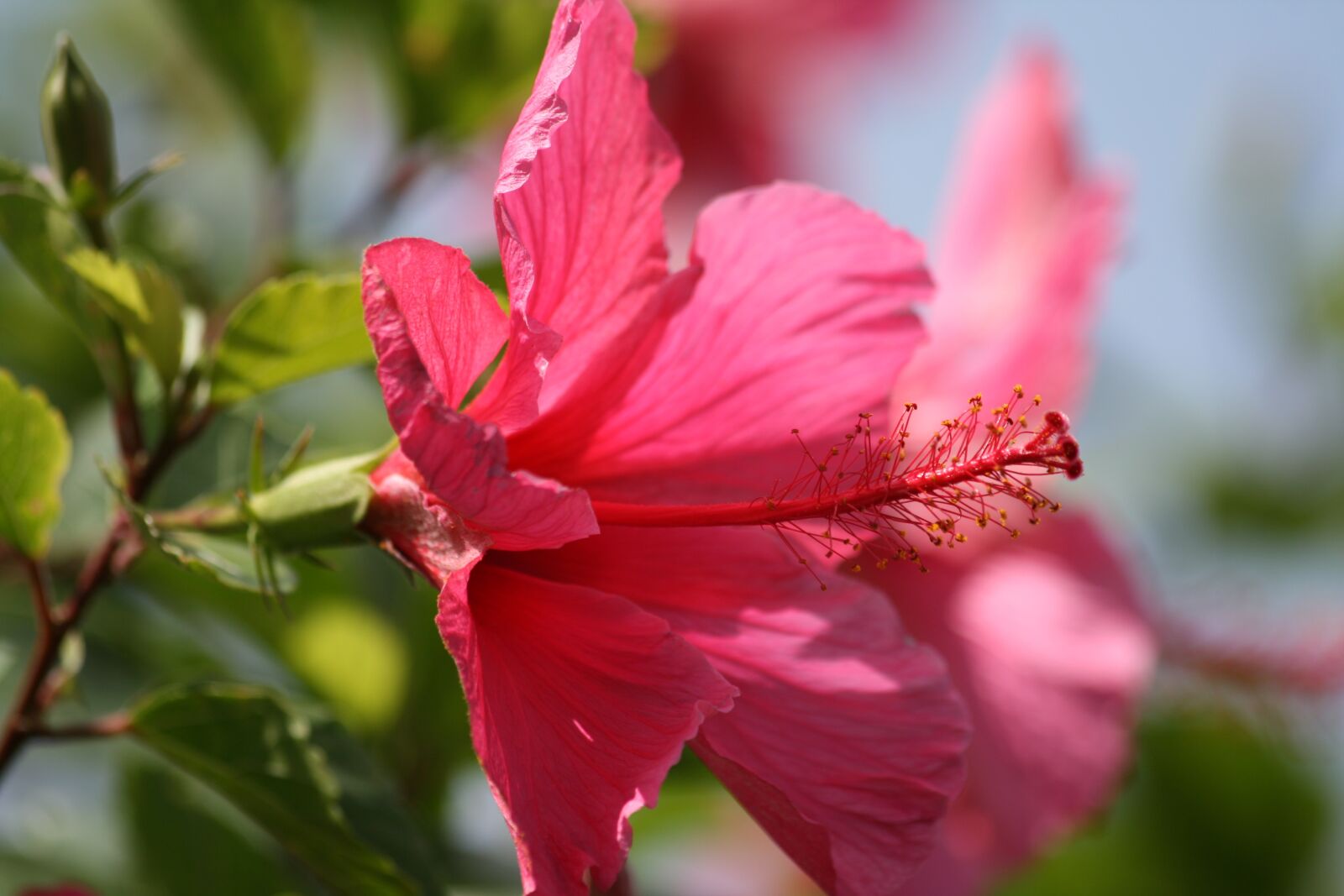 Canon EOS 400D (EOS Digital Rebel XTi / EOS Kiss Digital X) sample photo. Hibiscus, pink, flower photography