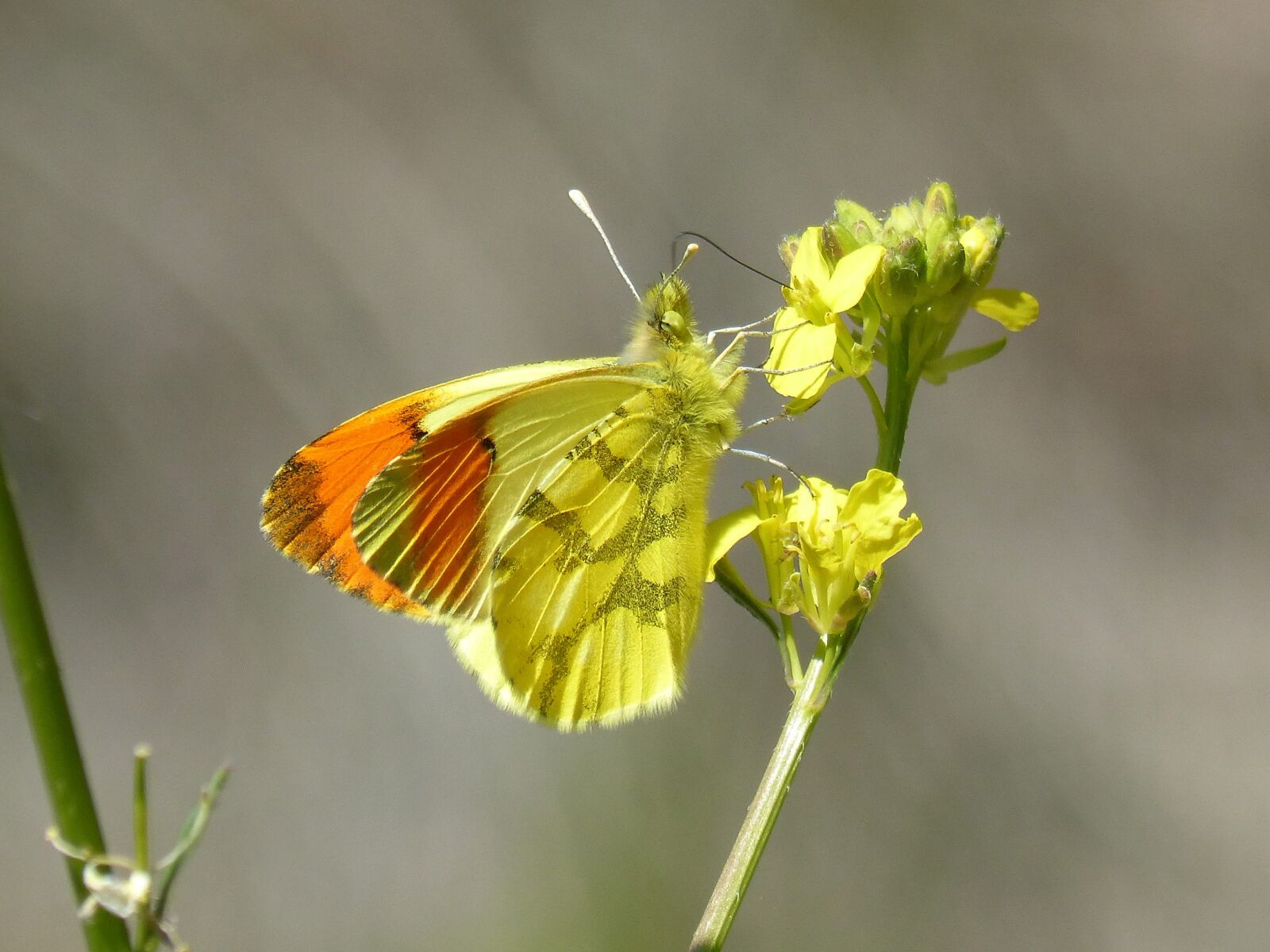 Panasonic DMC-FZ62 sample photo. Yellow butterfly, aurora yellow photography