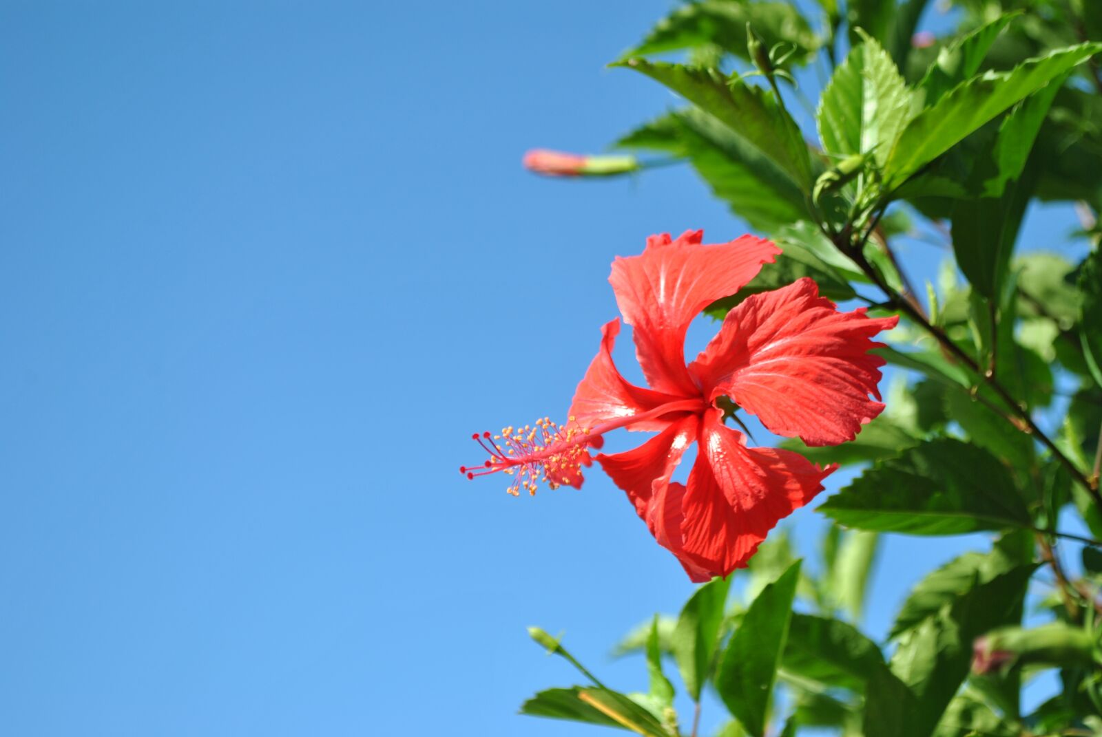 Nikon D3000 sample photo. Flower, plant, blossom photography
