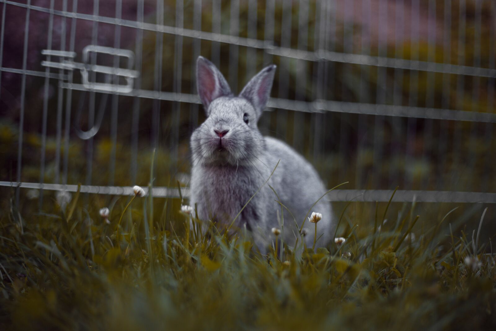 Canon EF 50mm F1.8 II sample photo. Rabbit, rodents, mammal photography