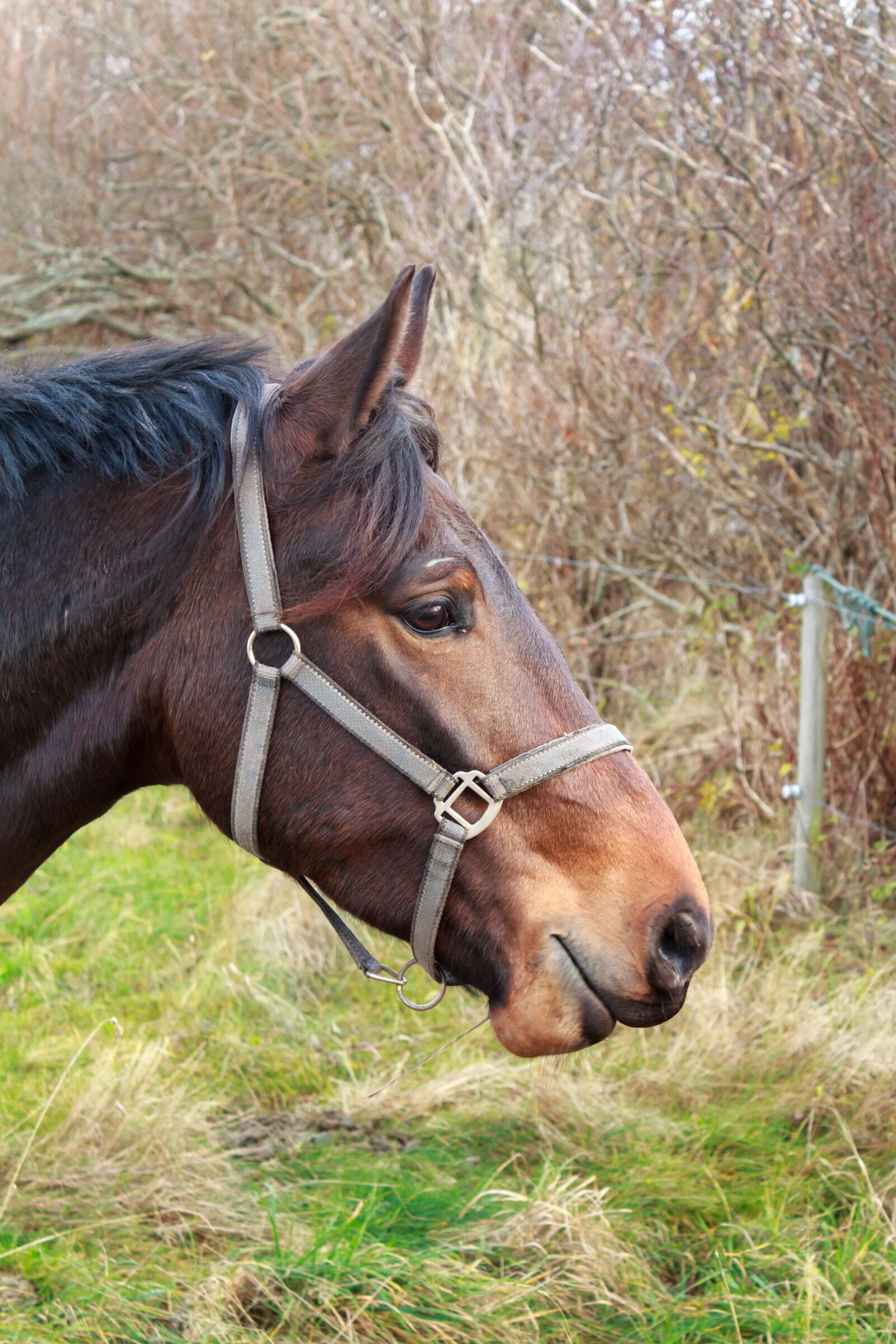 Canon EOS 600D (Rebel EOS T3i / EOS Kiss X5) sample photo. Animal, autumn, brown photography