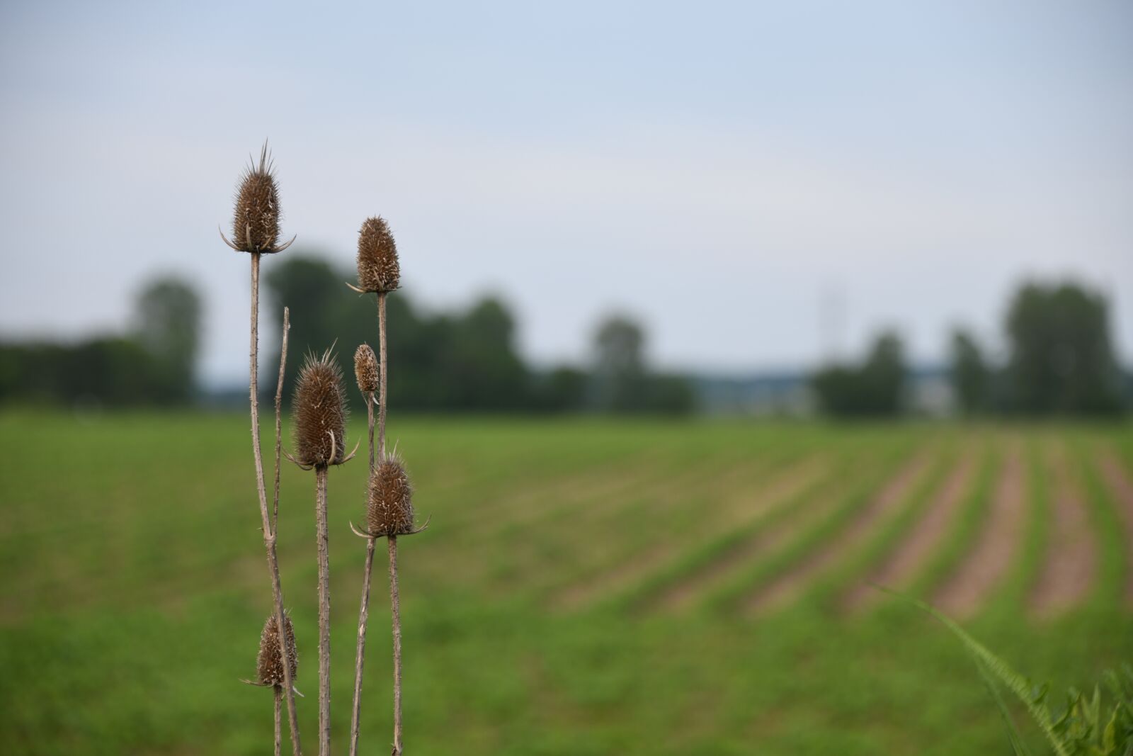 Nikon D850 sample photo. Stalk, flower, dried photography