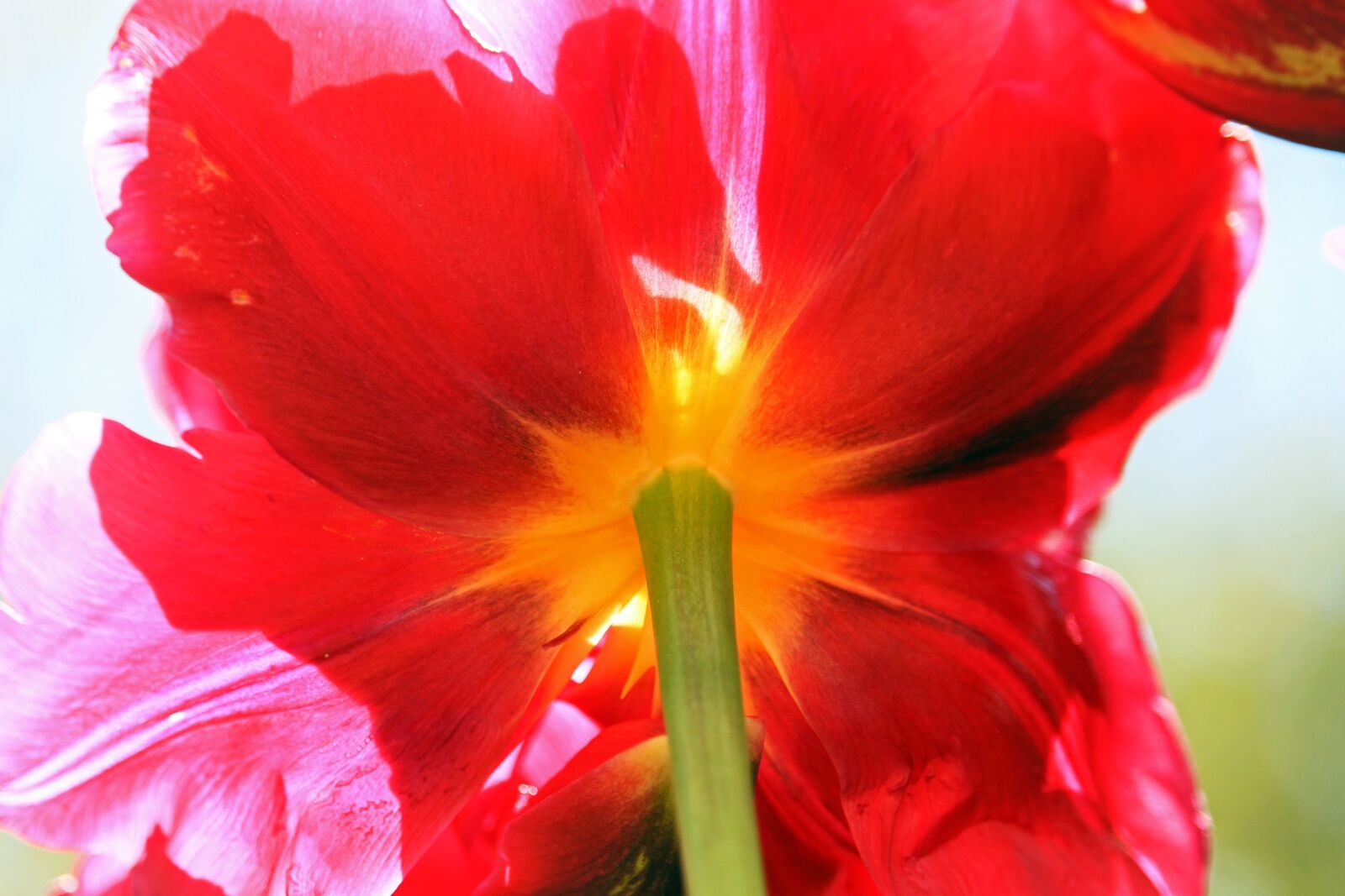 Canon EOS 700D (EOS Rebel T5i / EOS Kiss X7i) sample photo. Tulips, red tulips, flower photography