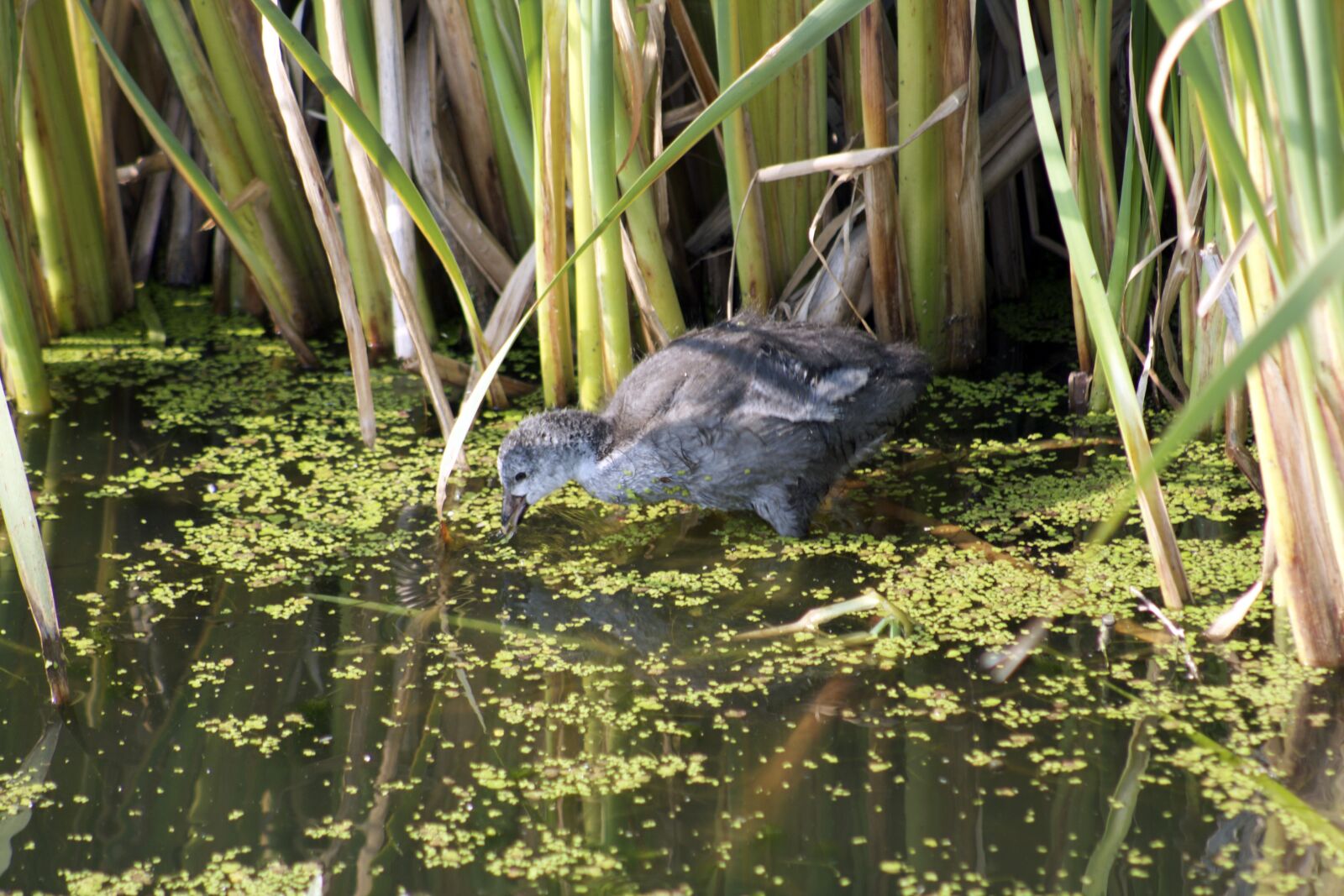 Canon EOS 550D (EOS Rebel T2i / EOS Kiss X4) sample photo. Duck, feeding duck, bird photography