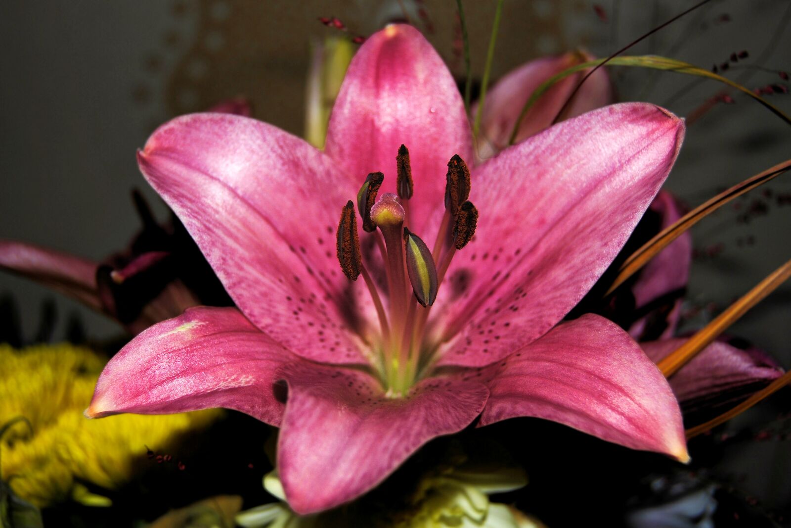 Nikon D3000 sample photo. Lily, daylily, blossom photography