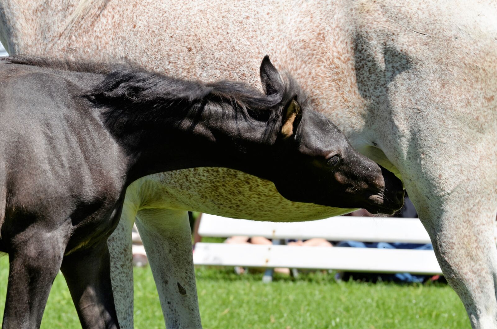 Nikon D5100 sample photo. Main and state stud photography