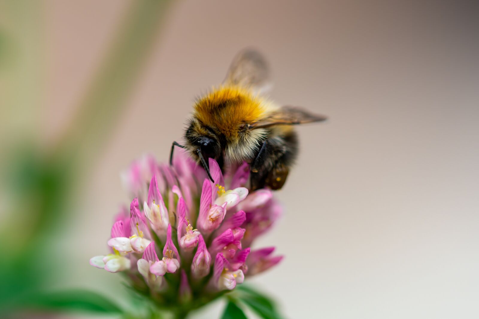 Nikon D7100 sample photo. Hummel, klee, flower photography