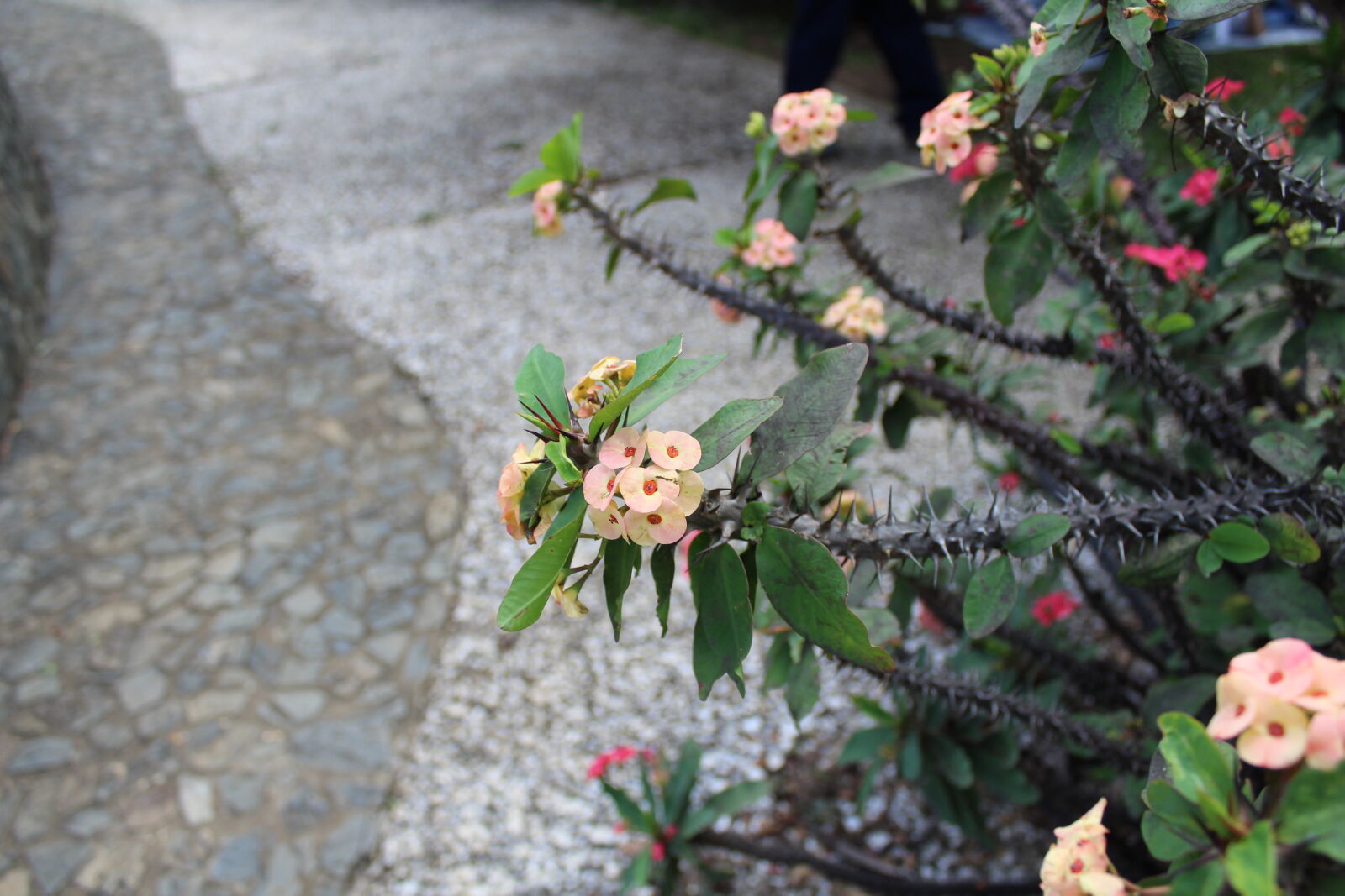 Canon EOS 1300D (EOS Rebel T6 / EOS Kiss X80) sample photo. Flower, torns photography