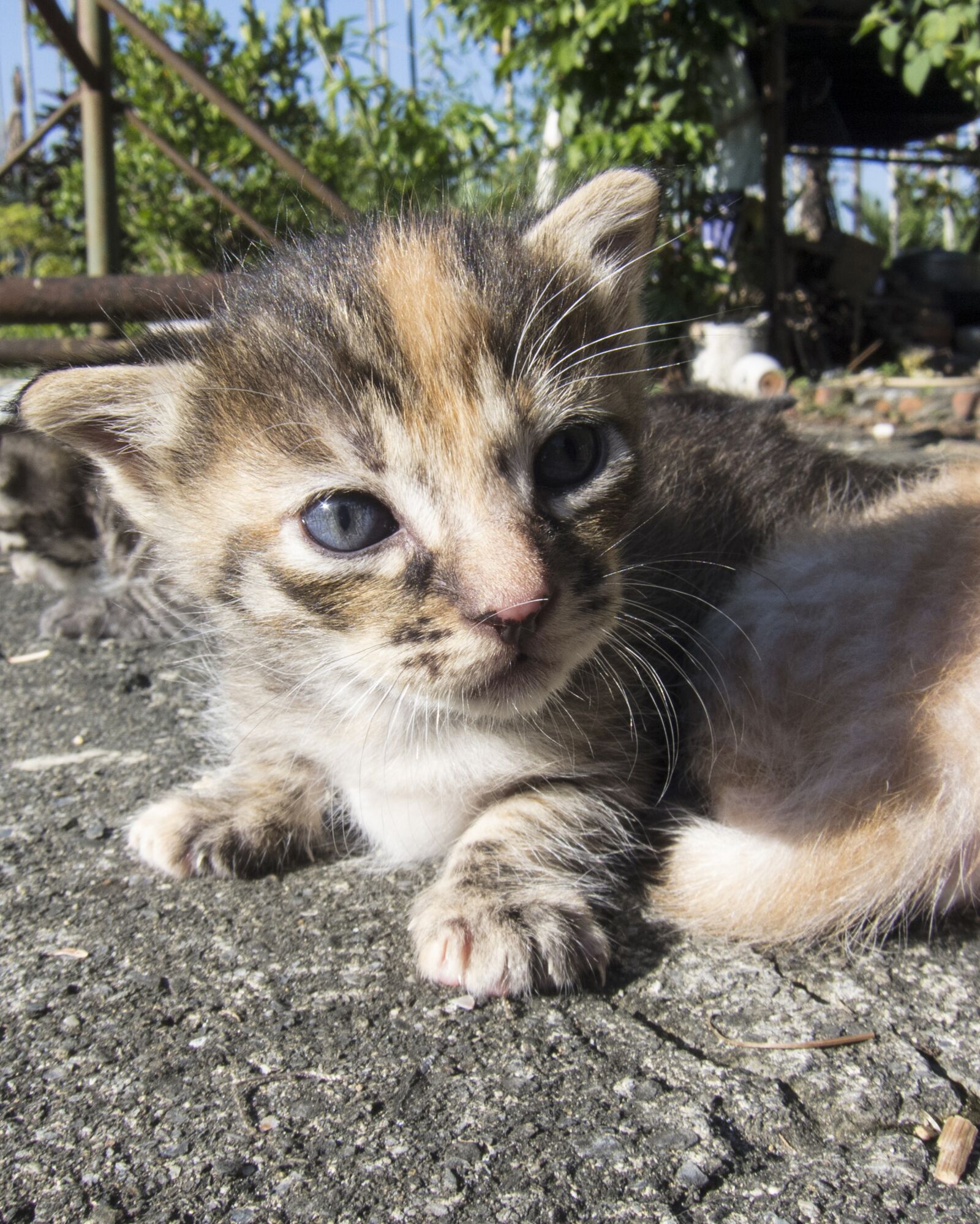 Canon PowerShot S95 sample photo. Small cat, cat, orange photography