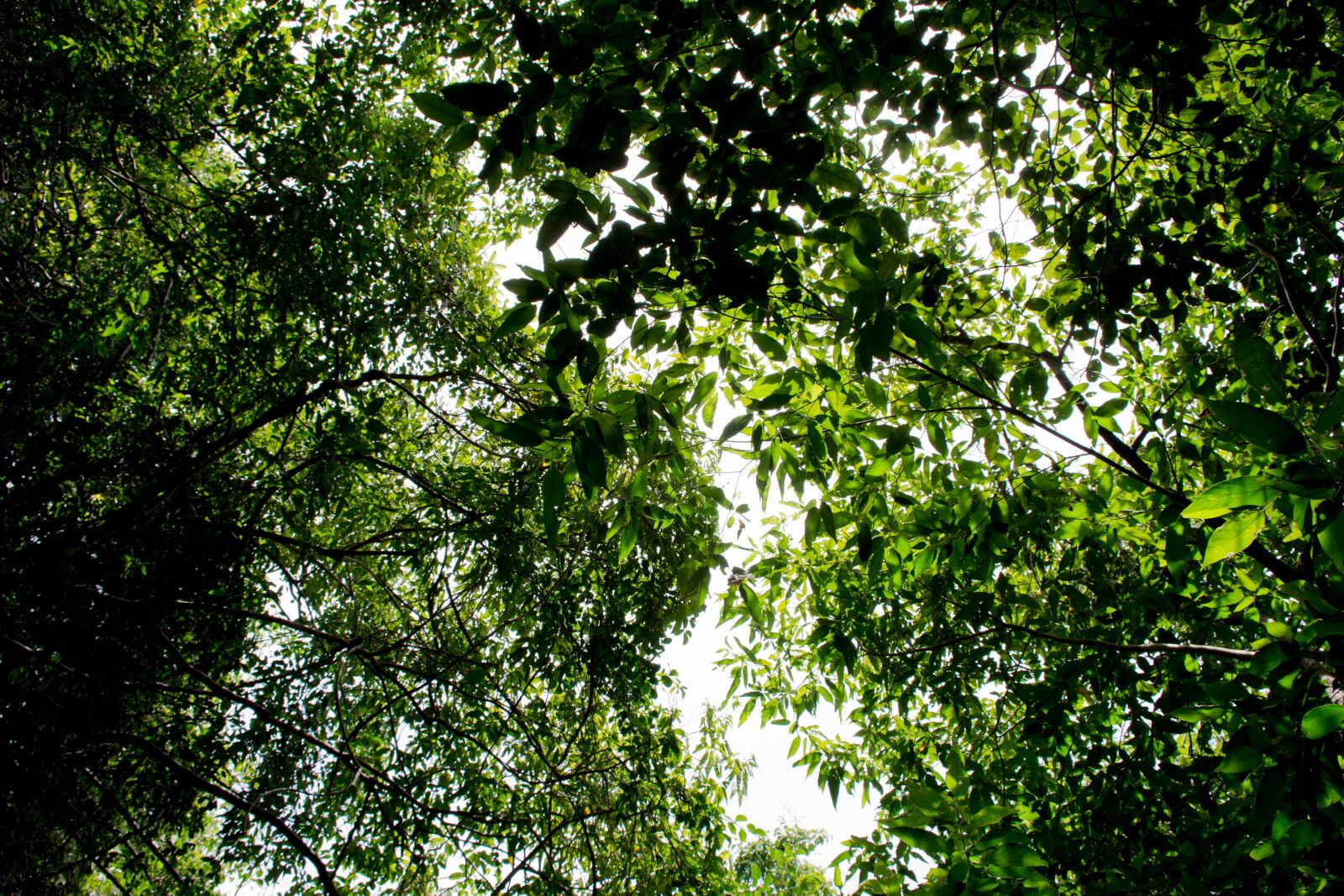 Nikon D7200 sample photo. Tree, flowers, nature photography