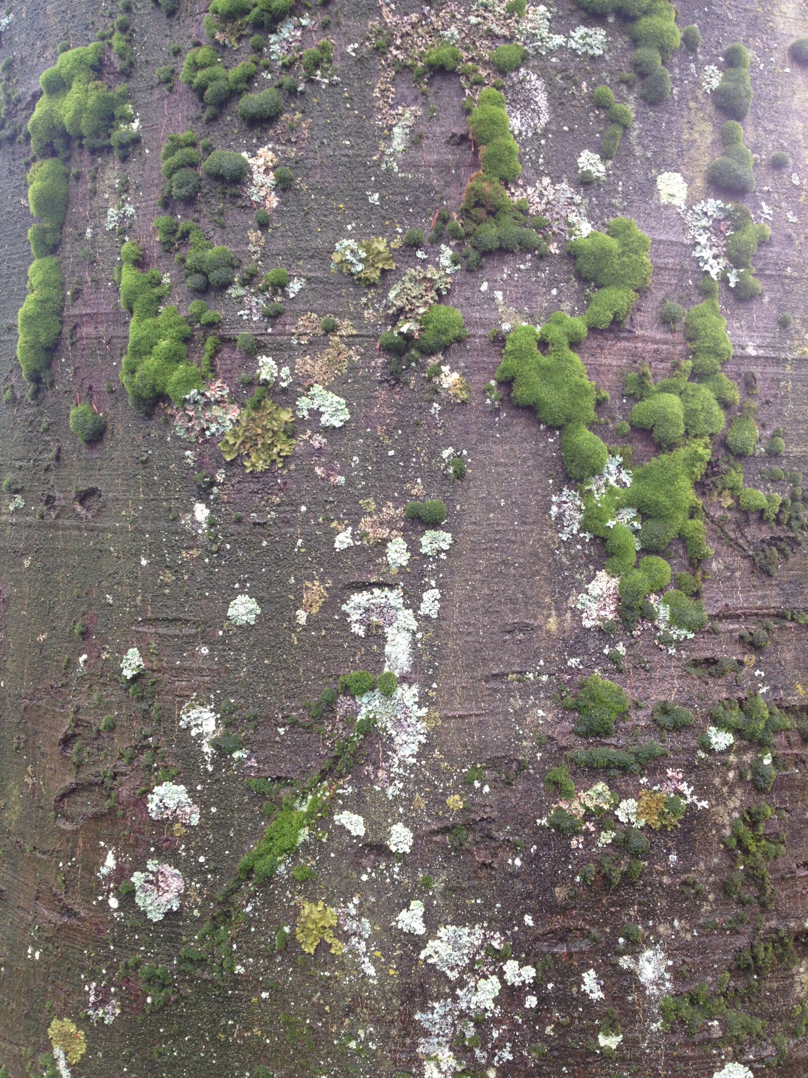 Apple iPhone 4S sample photo. Background, image, moss, tree photography